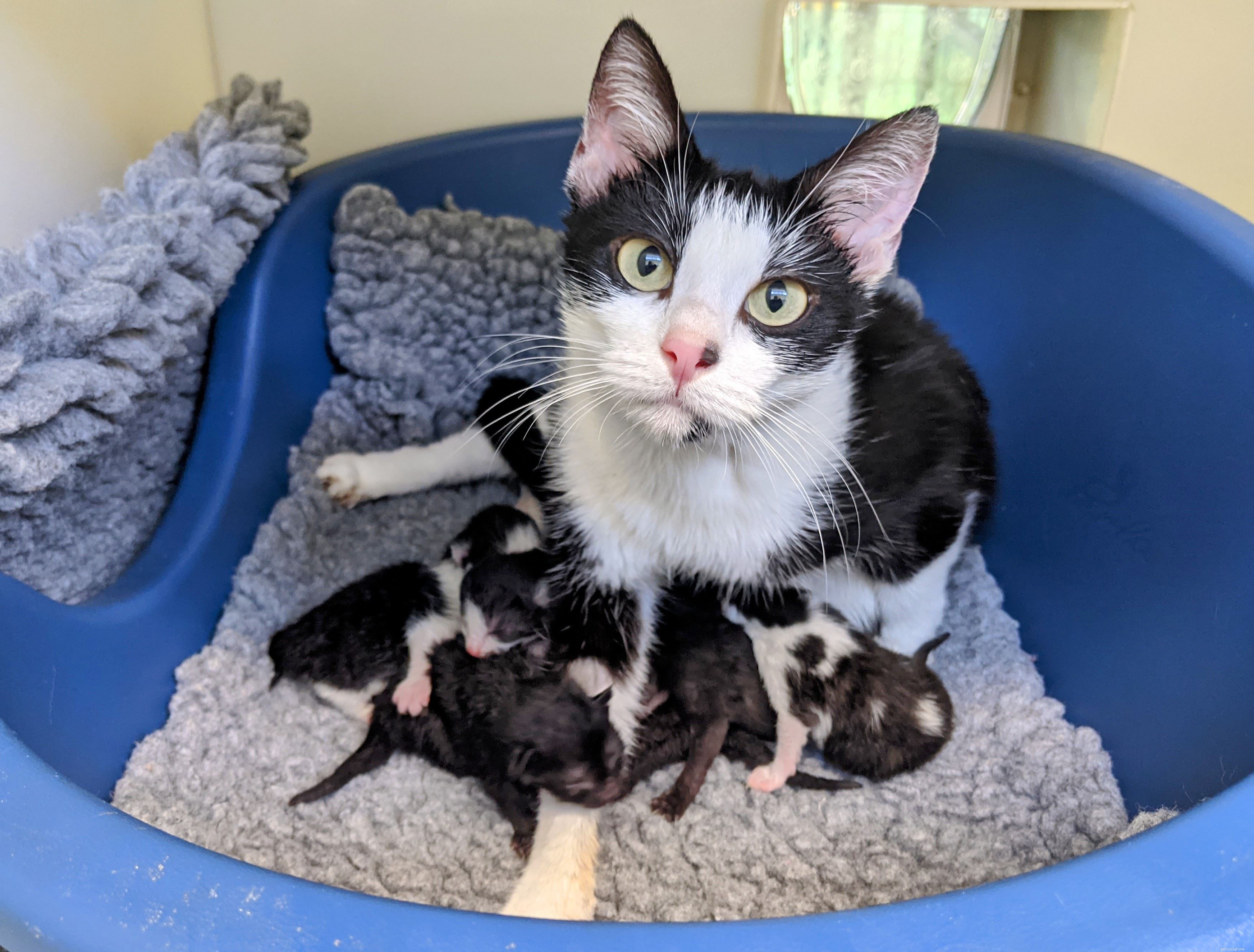 Dodge’s Newborn Kittens Named with Shark’s Help – Ready for Adoption This Halloween