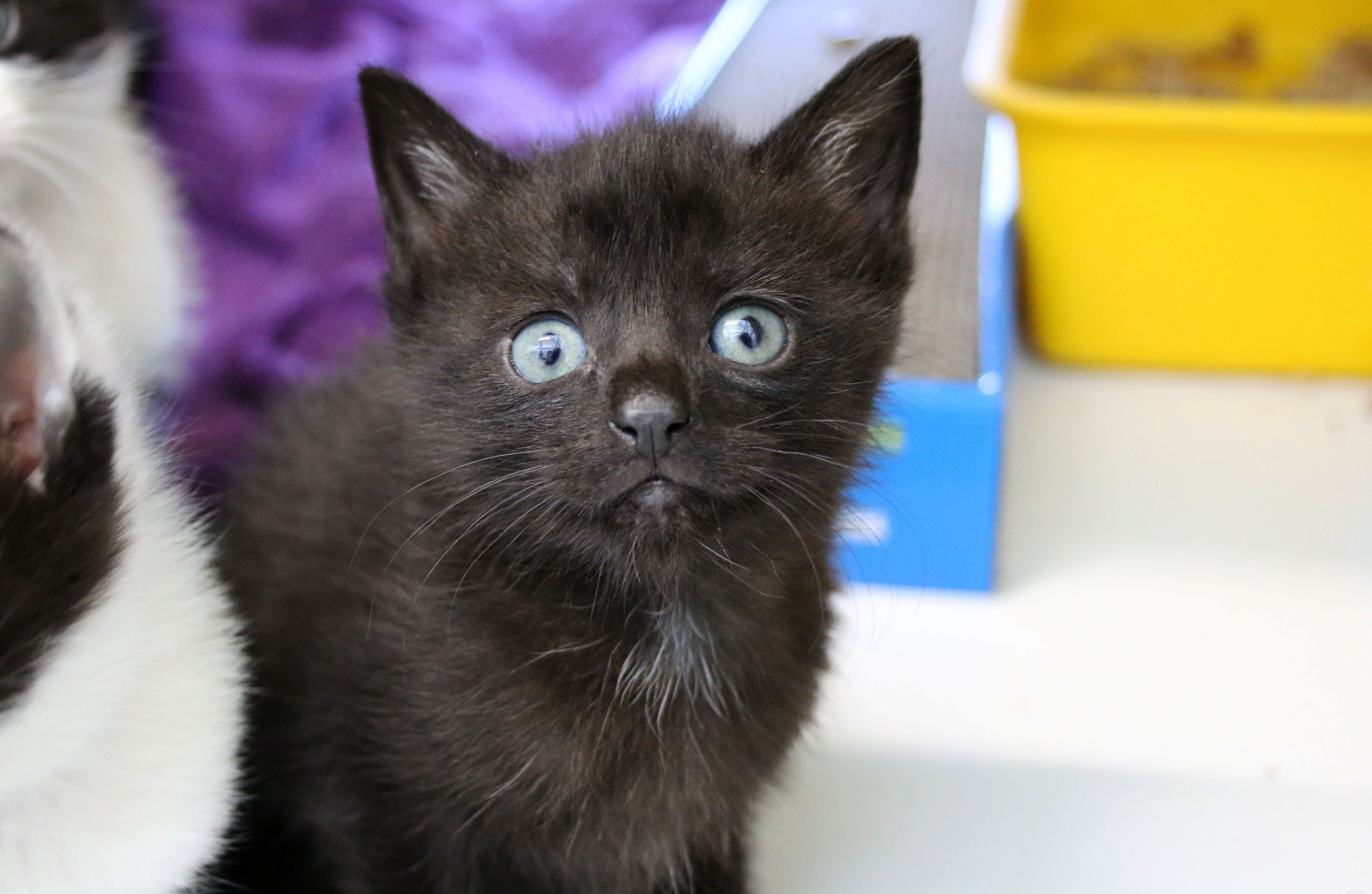 Dodge’s Newborn Kittens Named with Shark’s Help – Ready for Adoption This Halloween