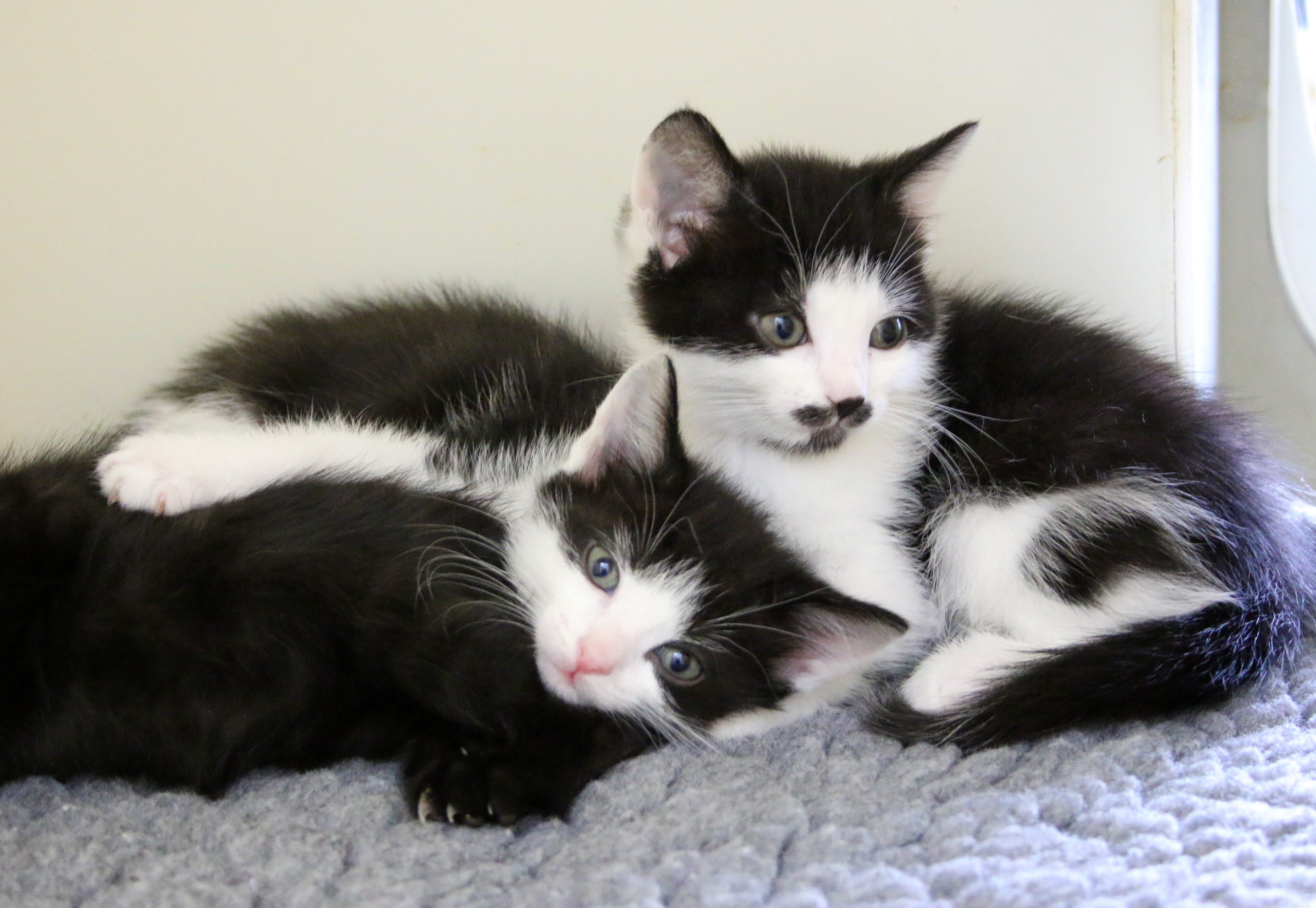 Dodge’s Newborn Kittens Named with Shark’s Help – Ready for Adoption This Halloween