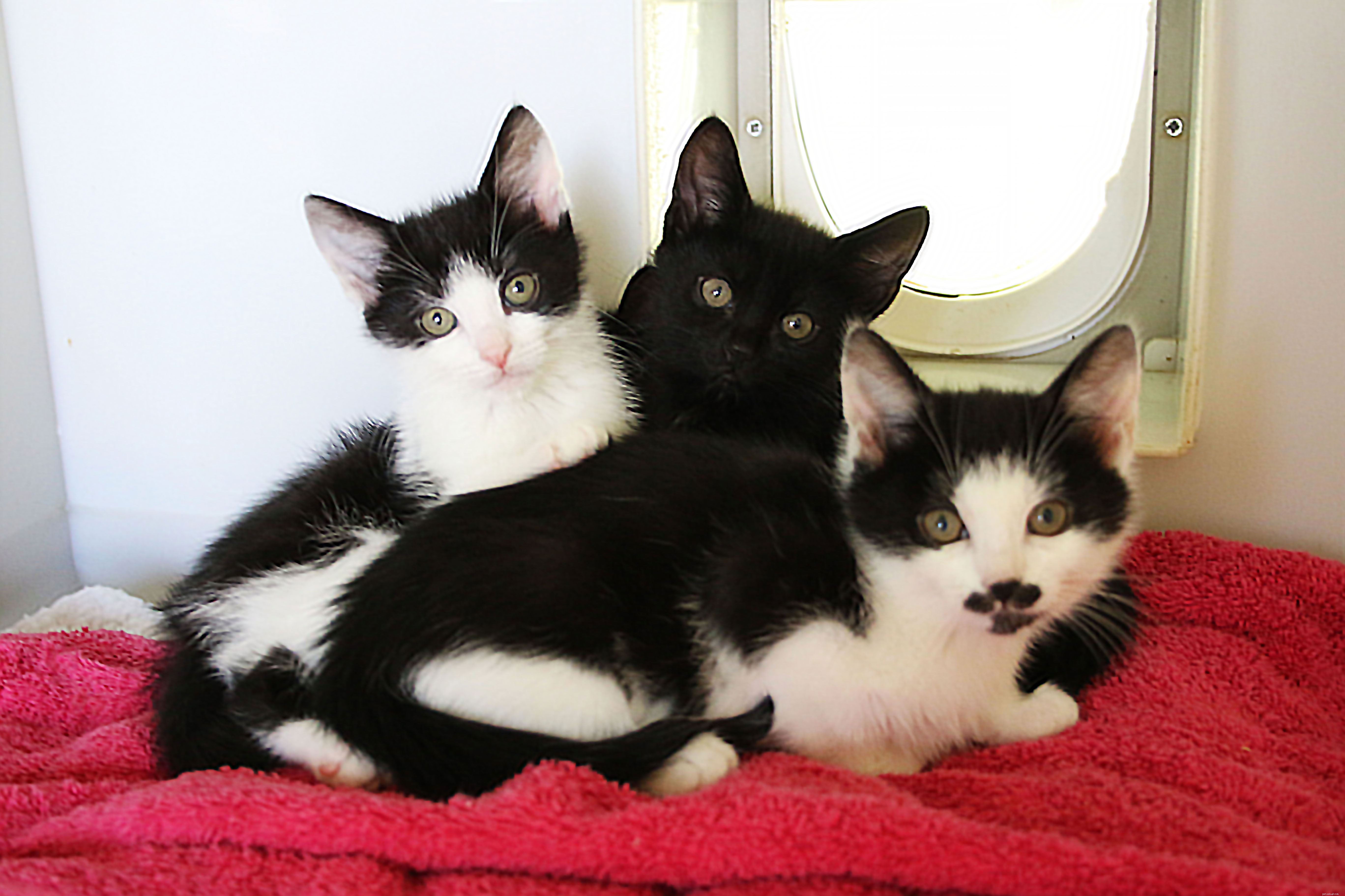 Dodge’s Newborn Kittens Named with Shark’s Help – Ready for Adoption This Halloween