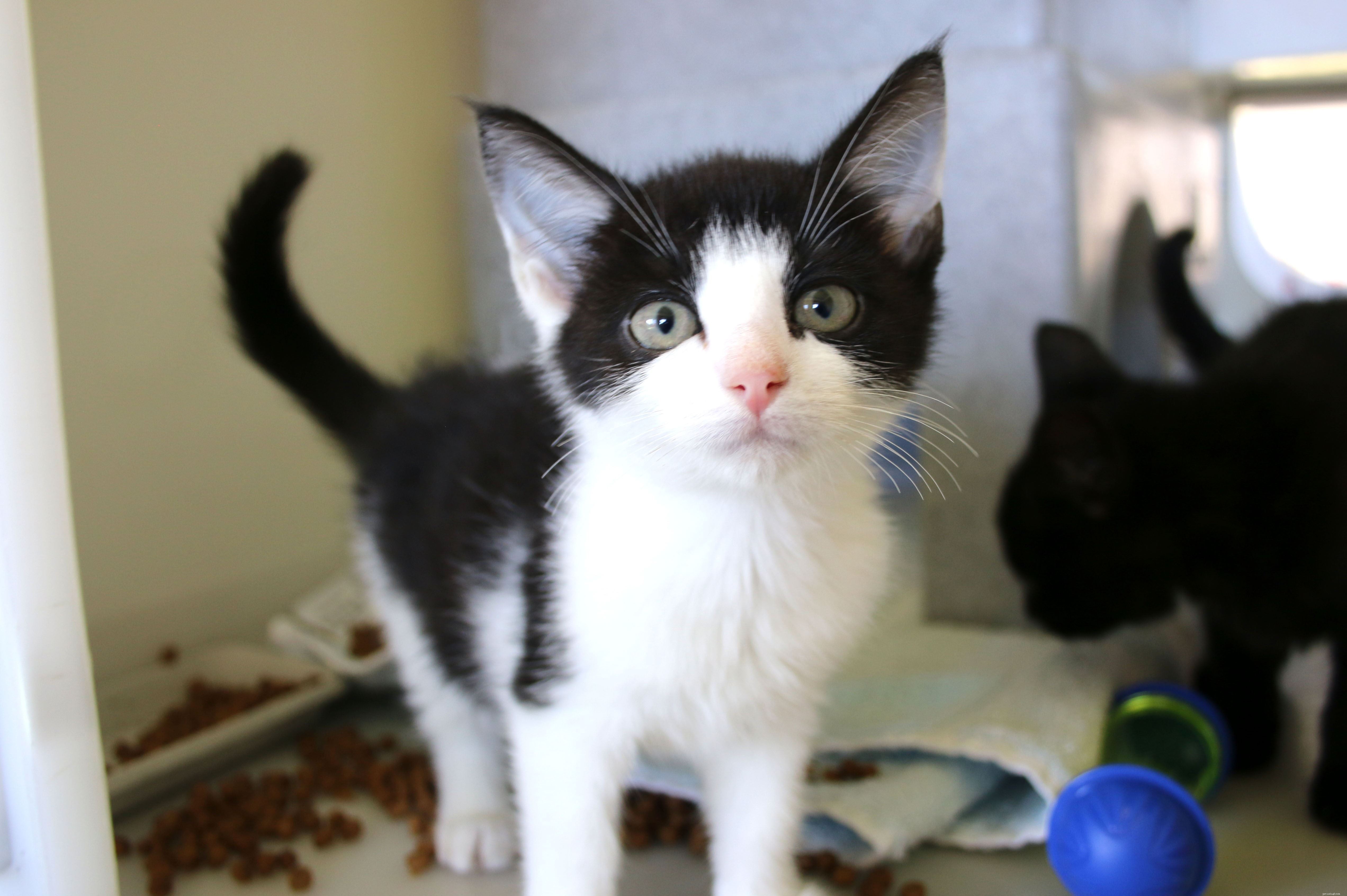 Dodge’s Newborn Kittens Named with Shark’s Help – Ready for Adoption This Halloween