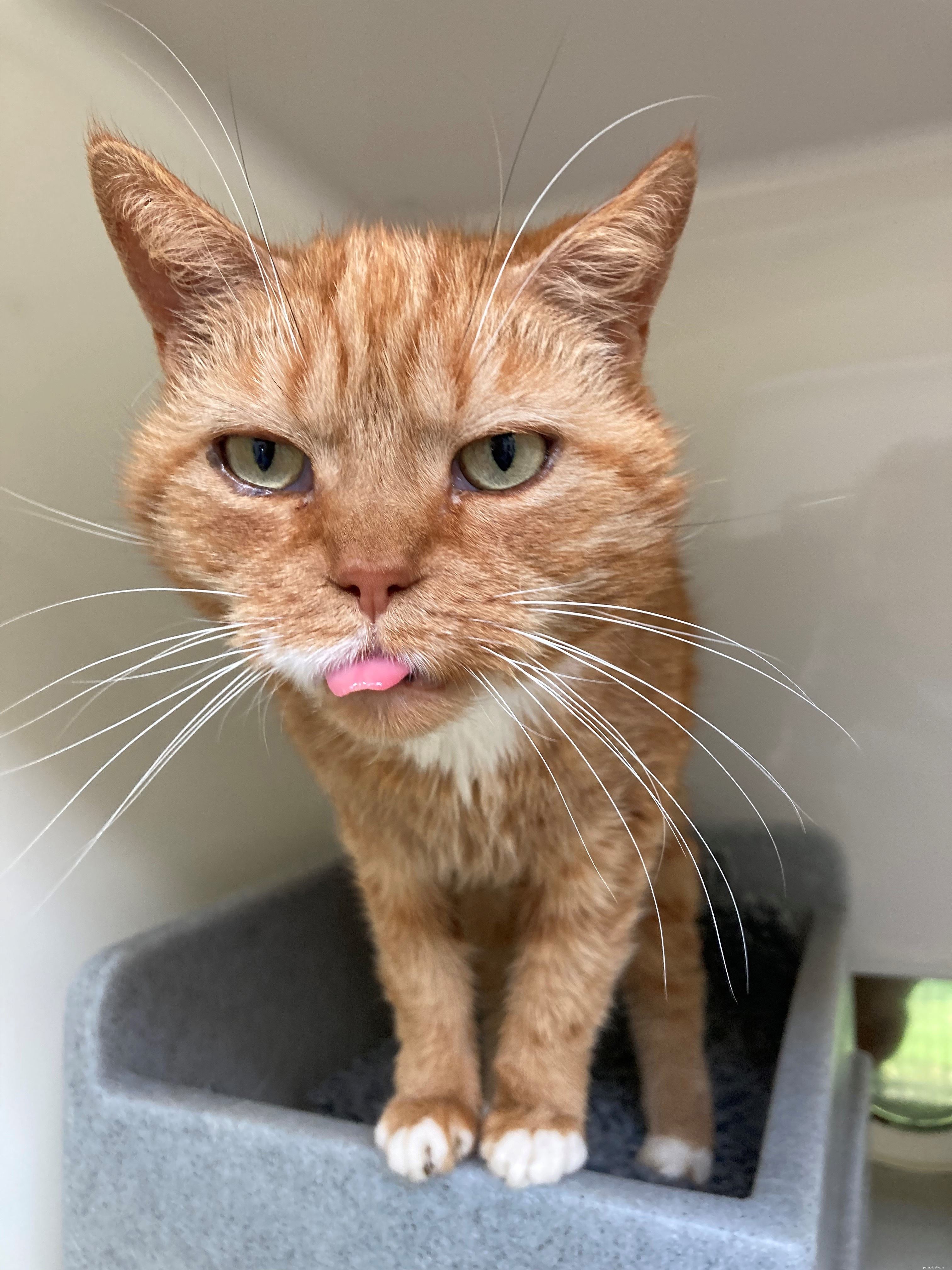 Ginger & Simba Await Loving Home After Ear & Dental Care at Derby Adoption Centre