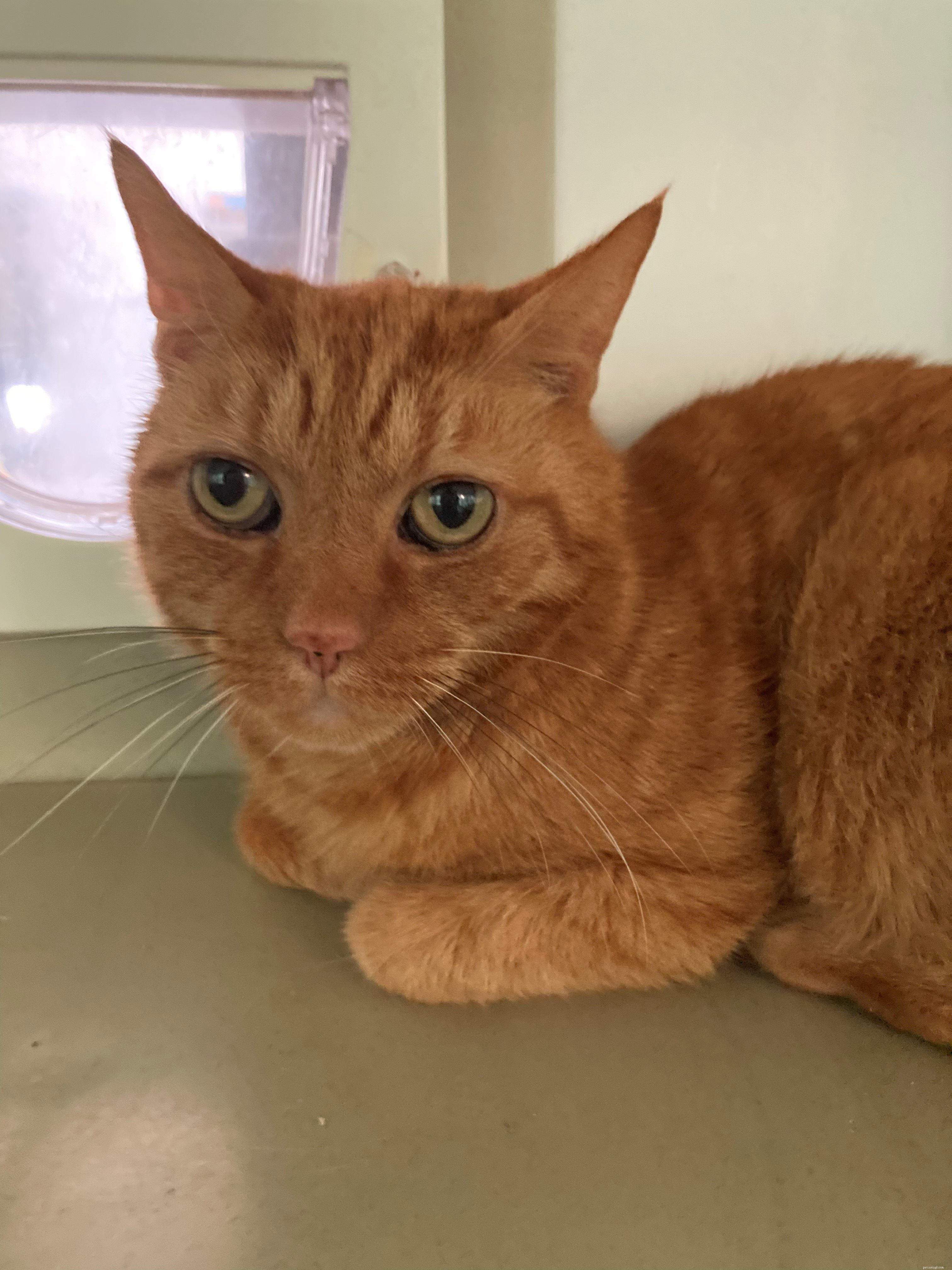 Ginger & Simba Await Loving Home After Ear & Dental Care at Derby Adoption Centre