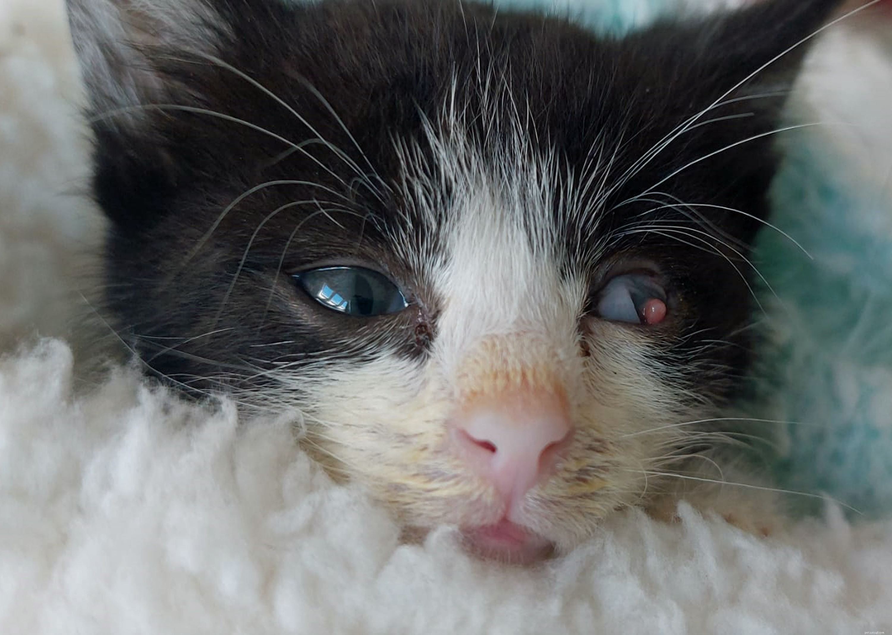 Rescue Mission Saves Kittens from Abandoned Everton Estate