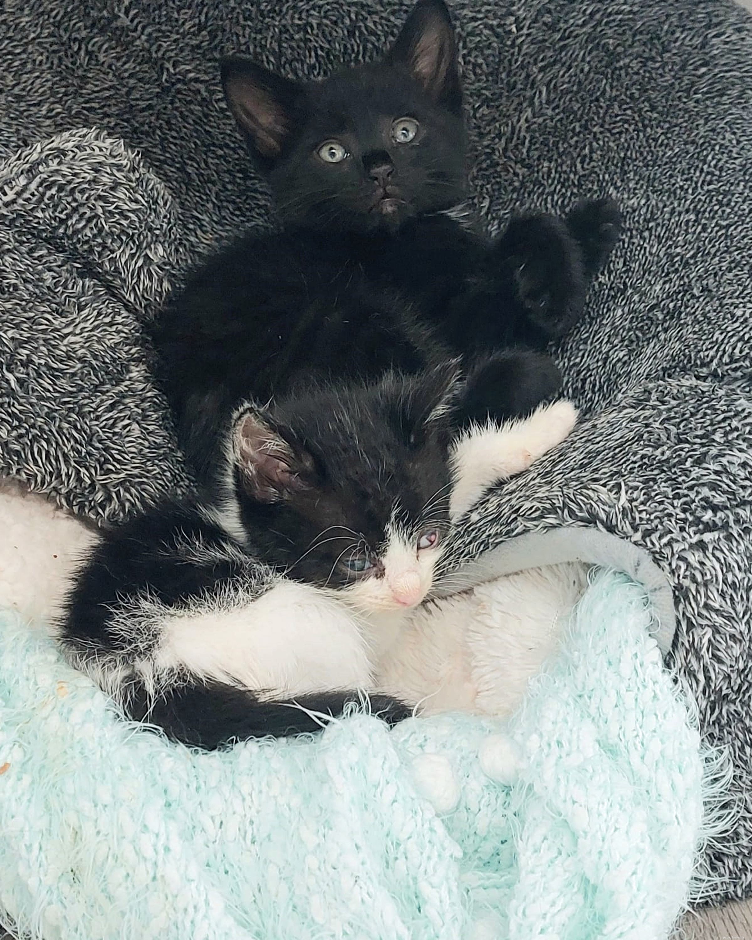 Rescue Mission Saves Kittens from Abandoned Everton Estate