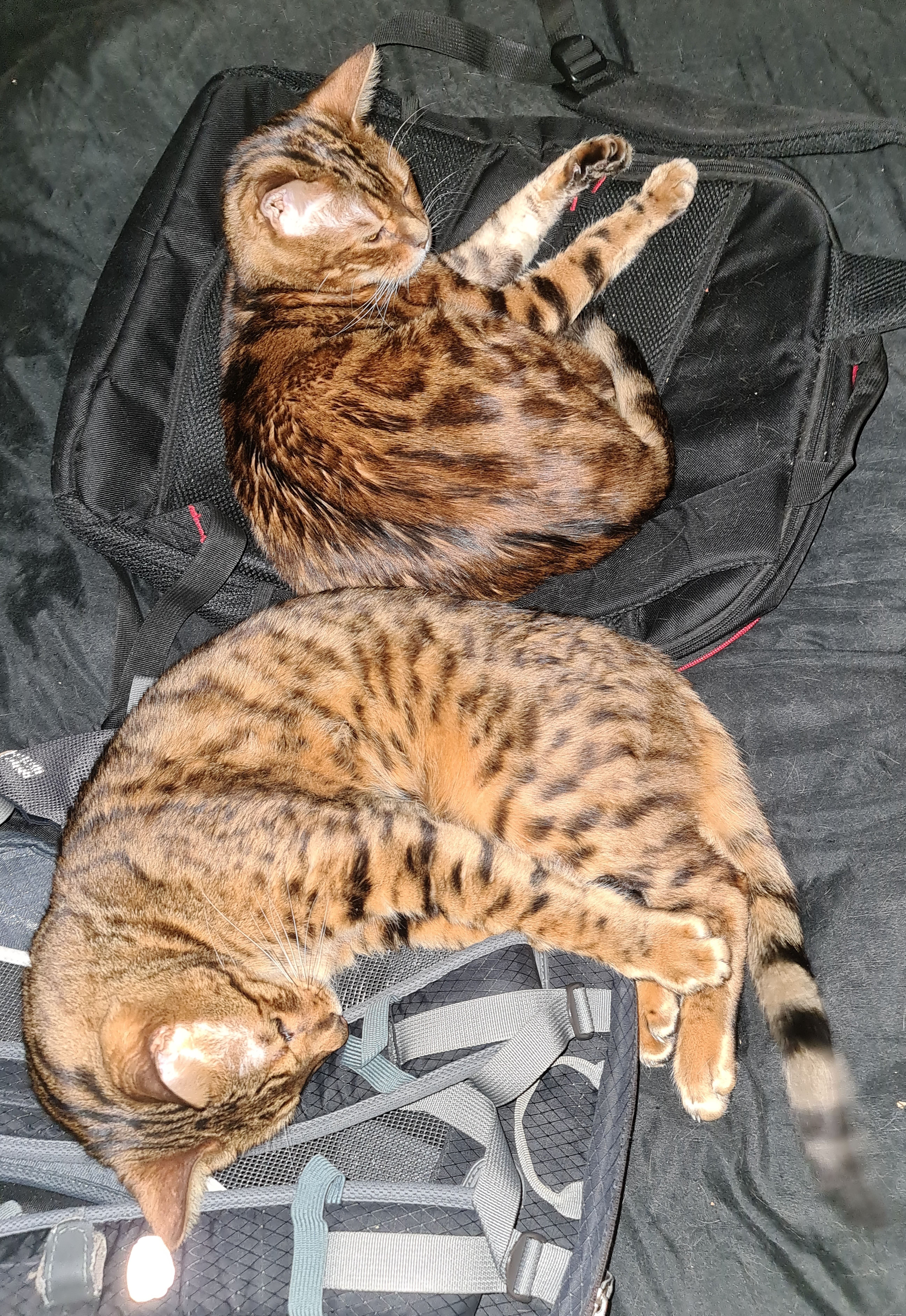 First Cat-Allergen Food Strengthens Bond Between Allergic Man and His Two Cats