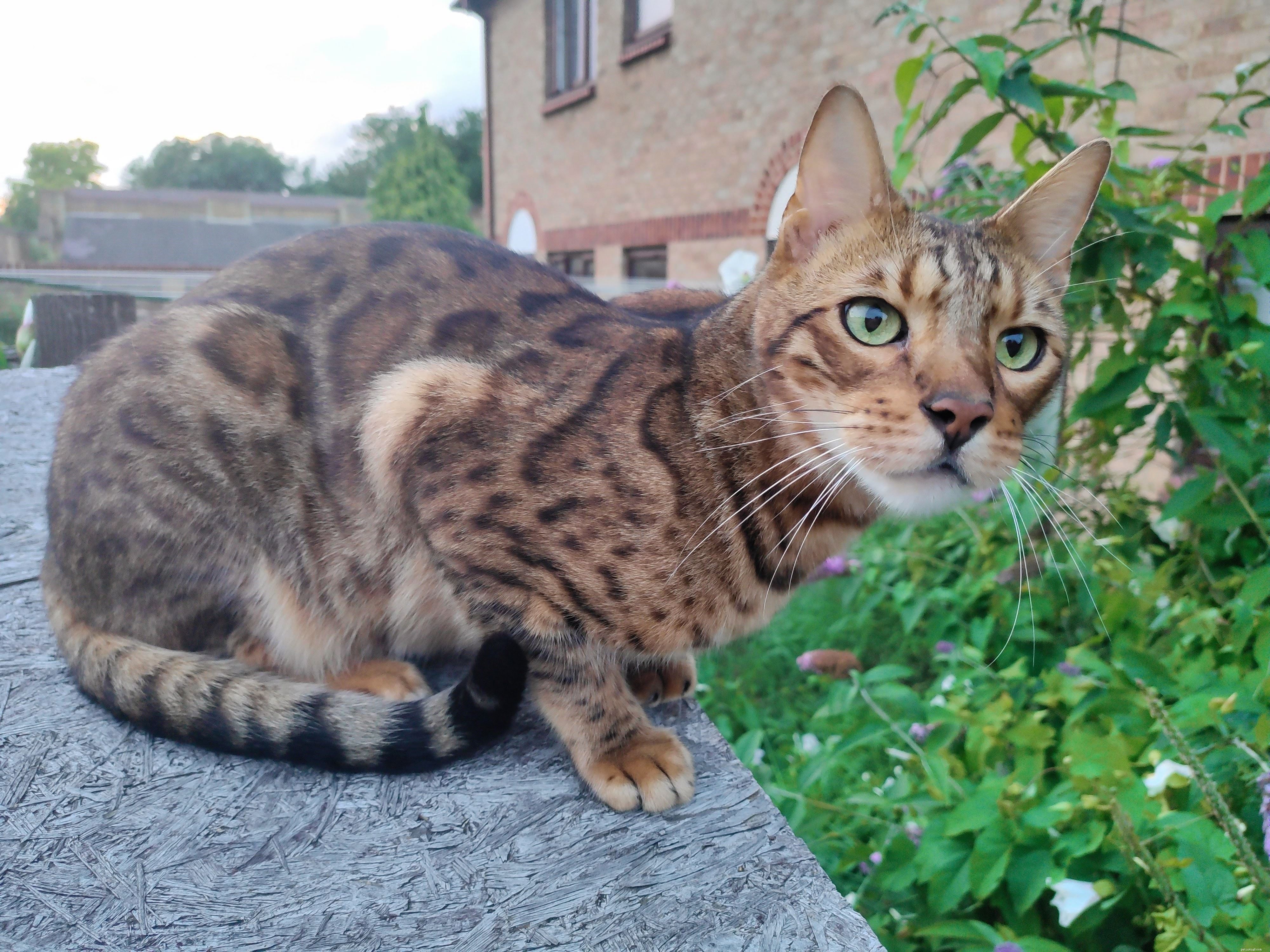 First Cat-Allergen Food Strengthens Bond Between Allergic Man and His Two Cats