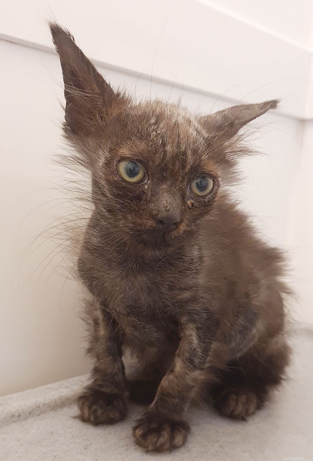 Tiny Tansy Overcomes Motherless Abandonment, Recovered Through Warrington Adoption Centre