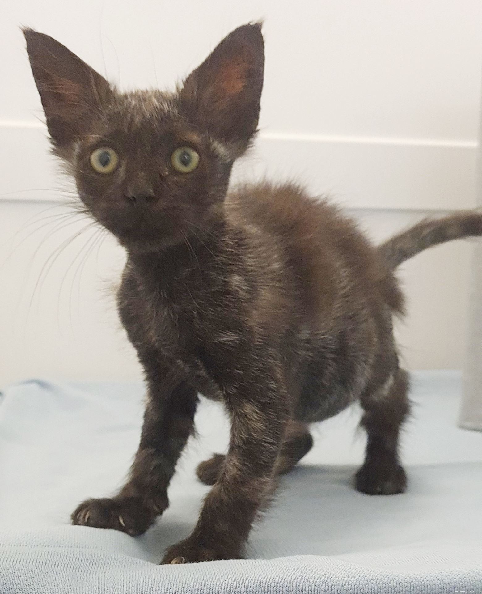 Tiny Tansy Overcomes Motherless Abandonment, Recovered Through Warrington Adoption Centre