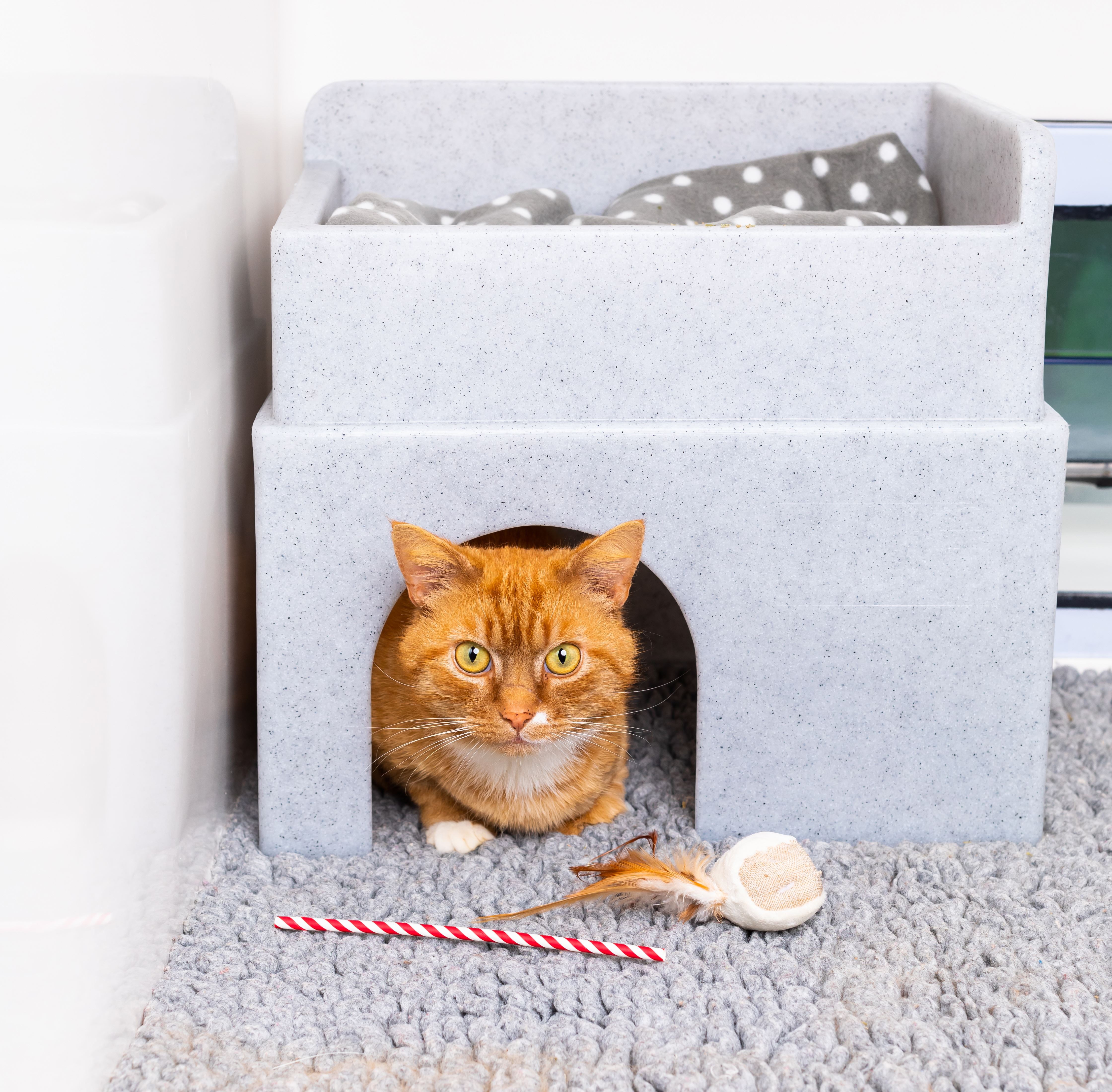 Choosing the Perfect Cat Bed: Tips & Top Picks for Your Feline Friend