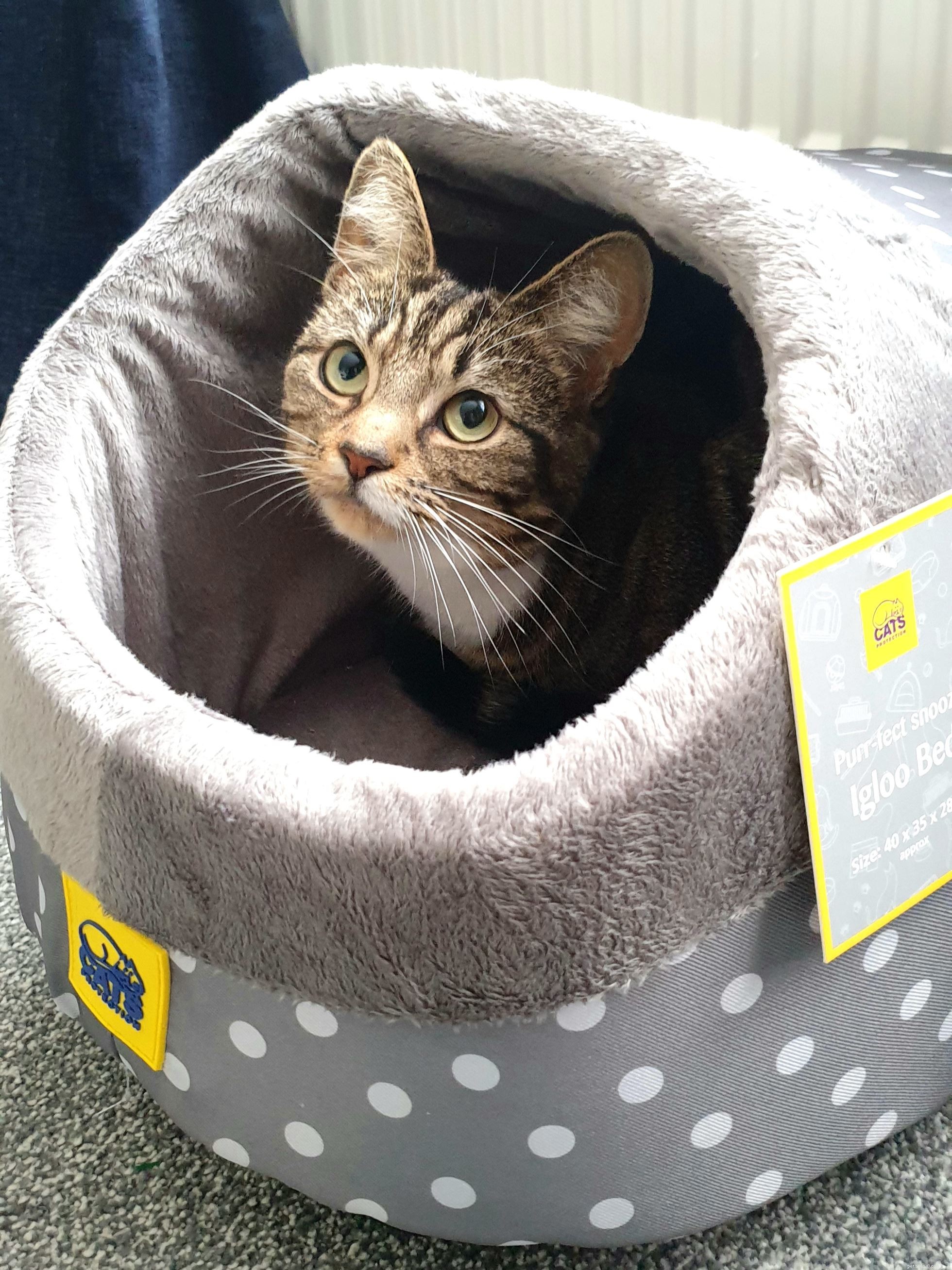 Choosing the Perfect Cat Bed: Tips & Top Picks for Your Feline Friend