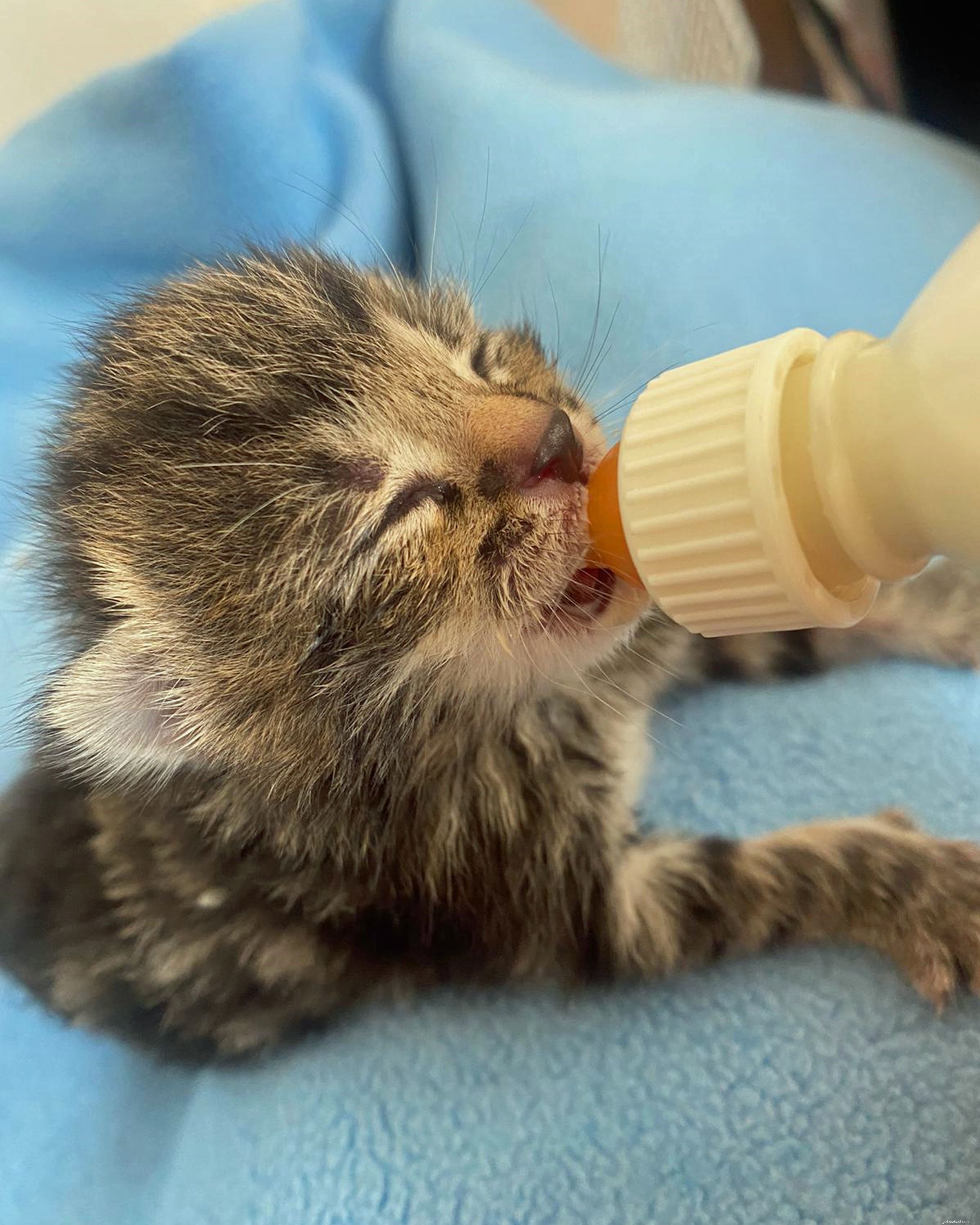 Tiny Kitten Survives Alone, Rescued to Caring Home in Cotswolds