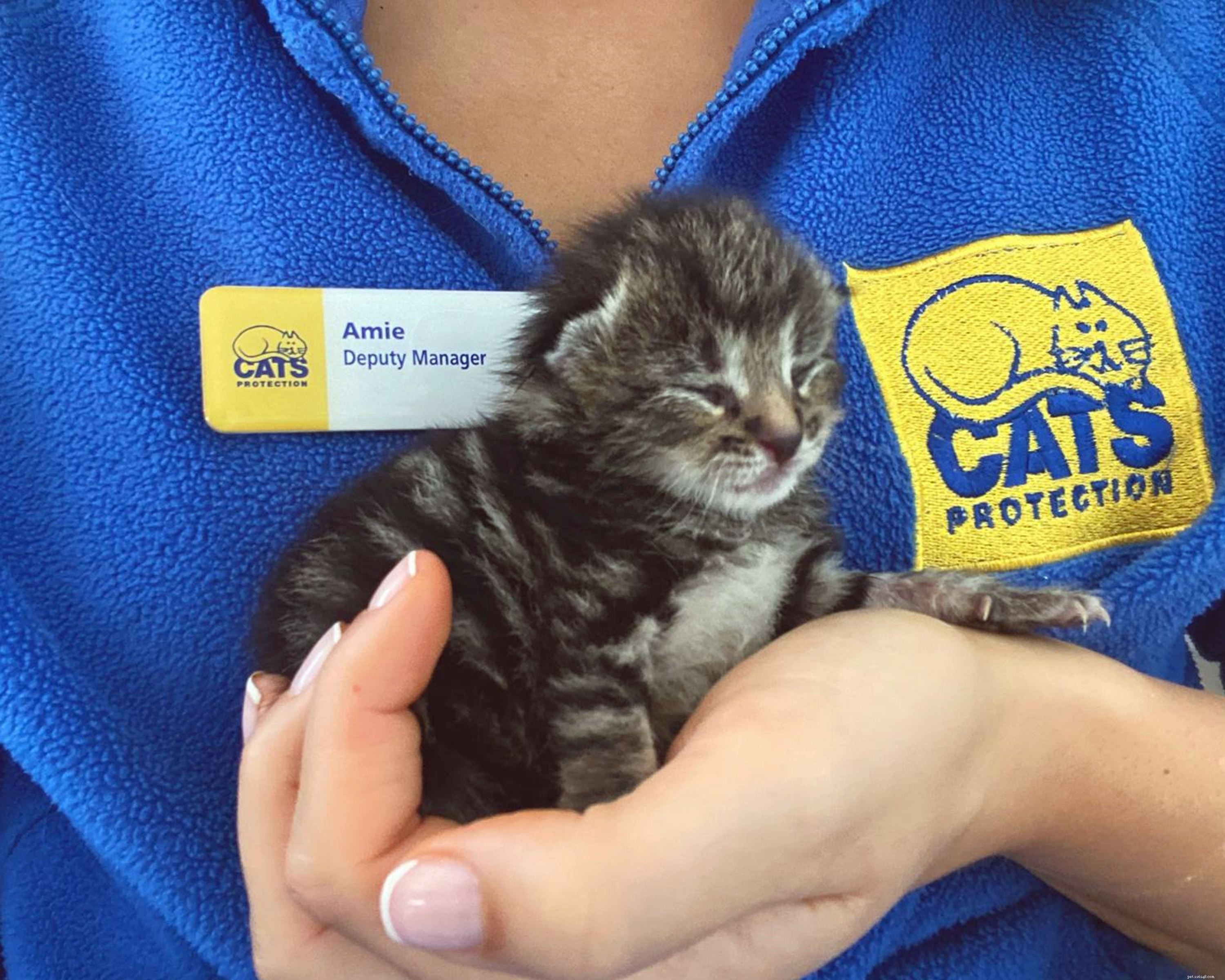 Tiny Kitten Survives Alone, Rescued to Caring Home in Cotswolds