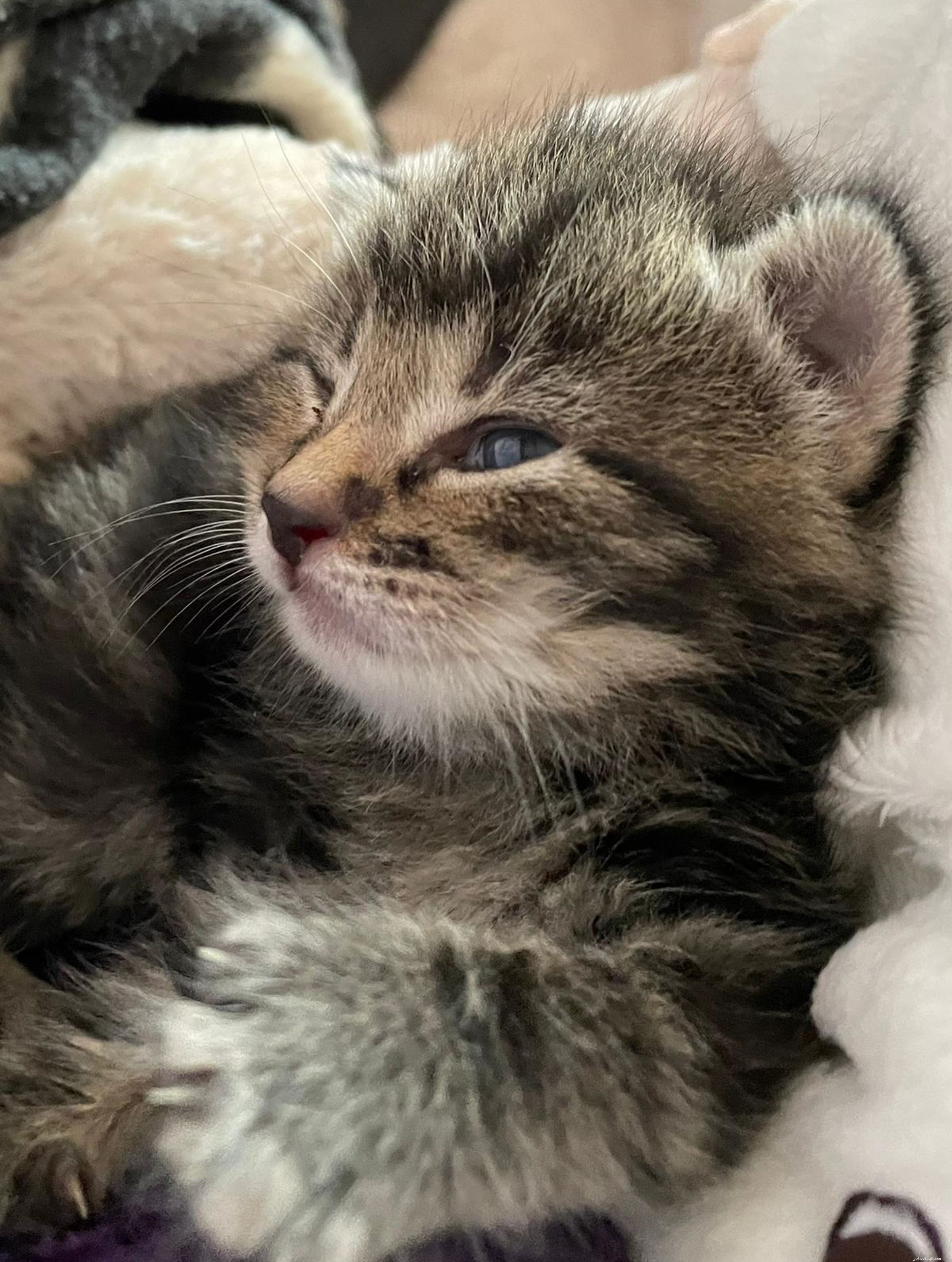 Tiny Kitten Survives Alone, Rescued to Caring Home in Cotswolds