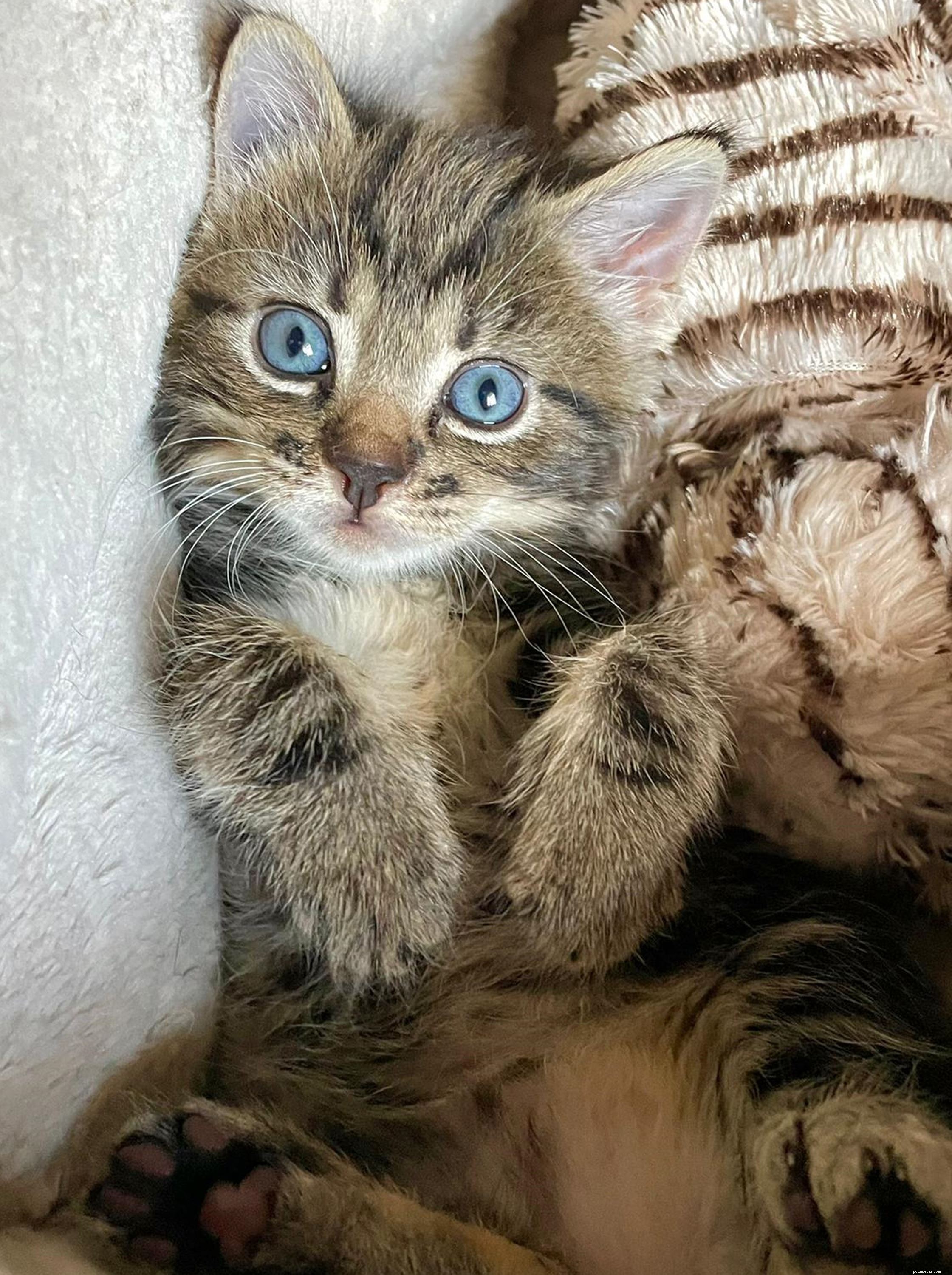 Tiny Kitten Survives Alone, Rescued to Caring Home in Cotswolds