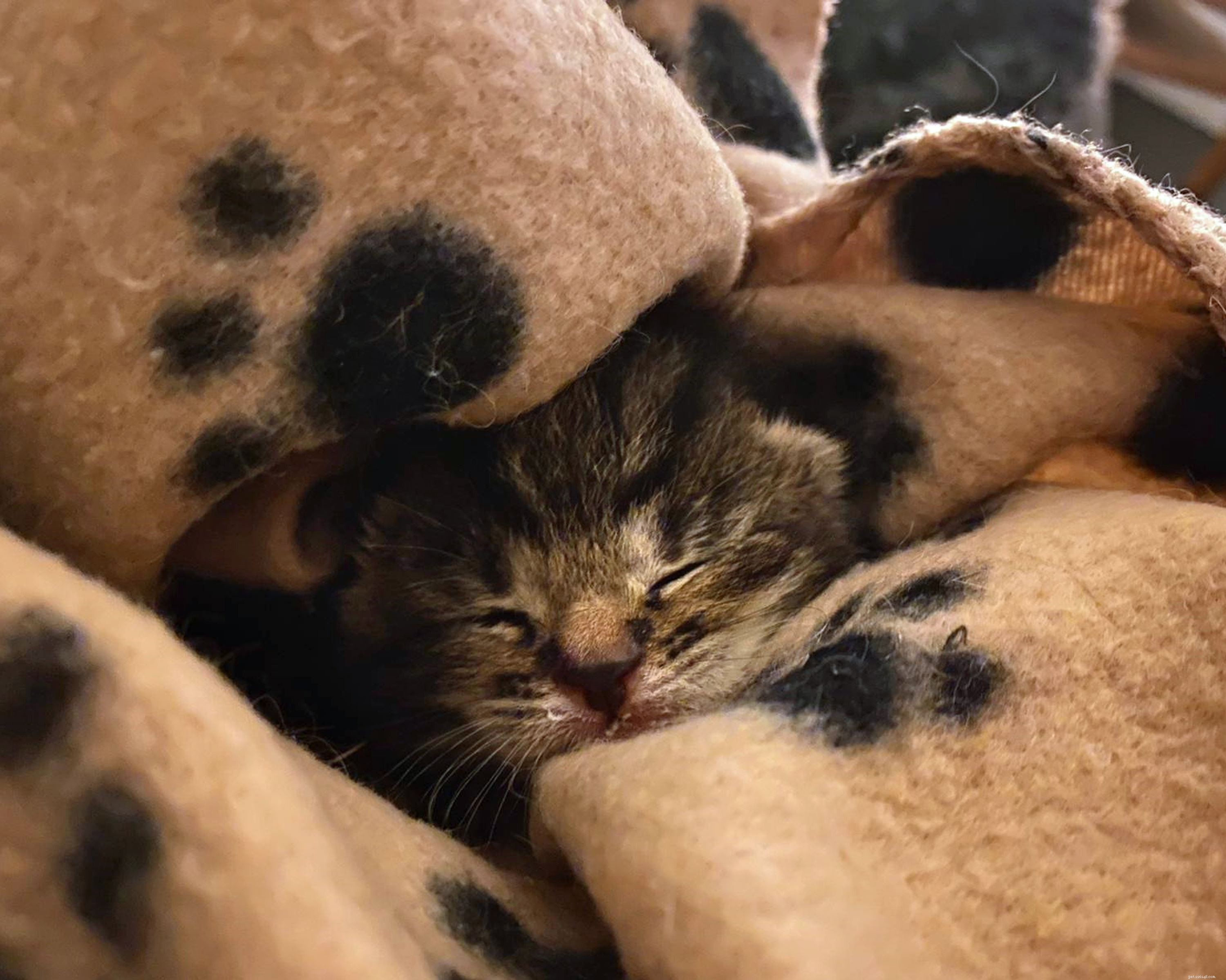 Tiny Kitten Survives Alone, Rescued to Caring Home in Cotswolds