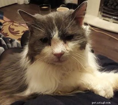 Cats Protection Study Reveals 10.8M UK Cats: Owned and Stray Populations Uncovered