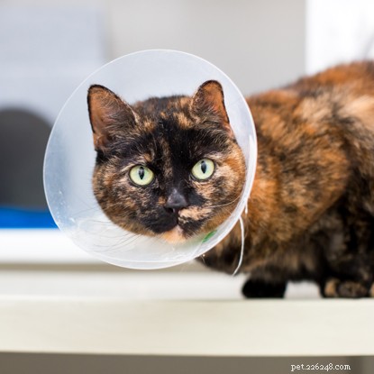 Cats Protection Study Reveals 10.8M UK Cats: Owned and Stray Populations Uncovered