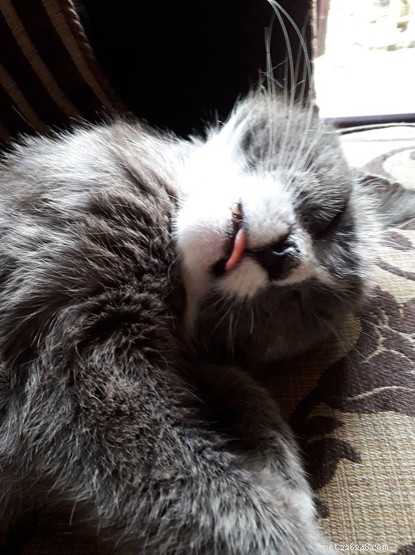Cats Protection Study Reveals 10.8M UK Cats: Owned and Stray Populations Uncovered