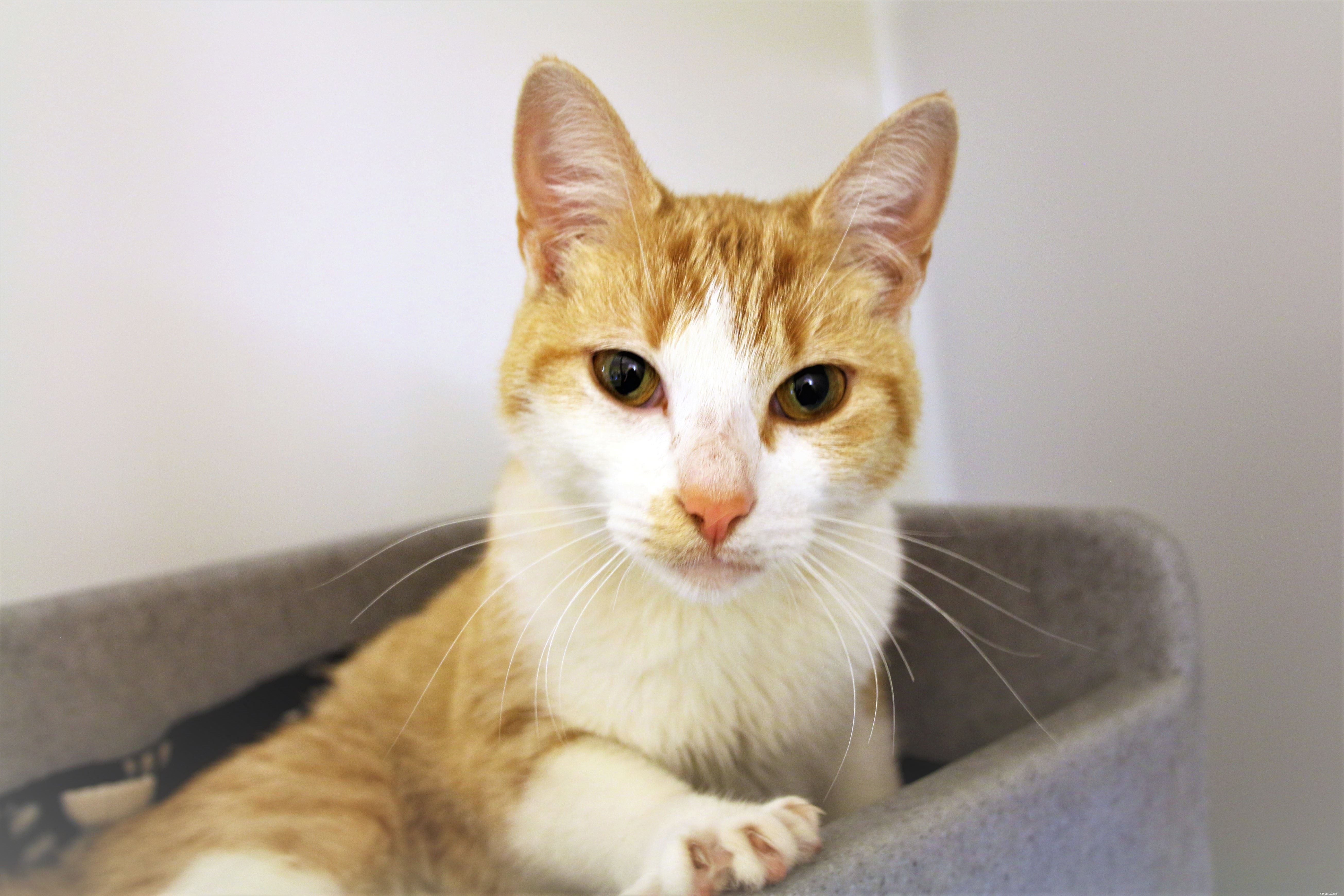 Lost Cat Found in Cardiff Car Park: Help Locate Its Owner