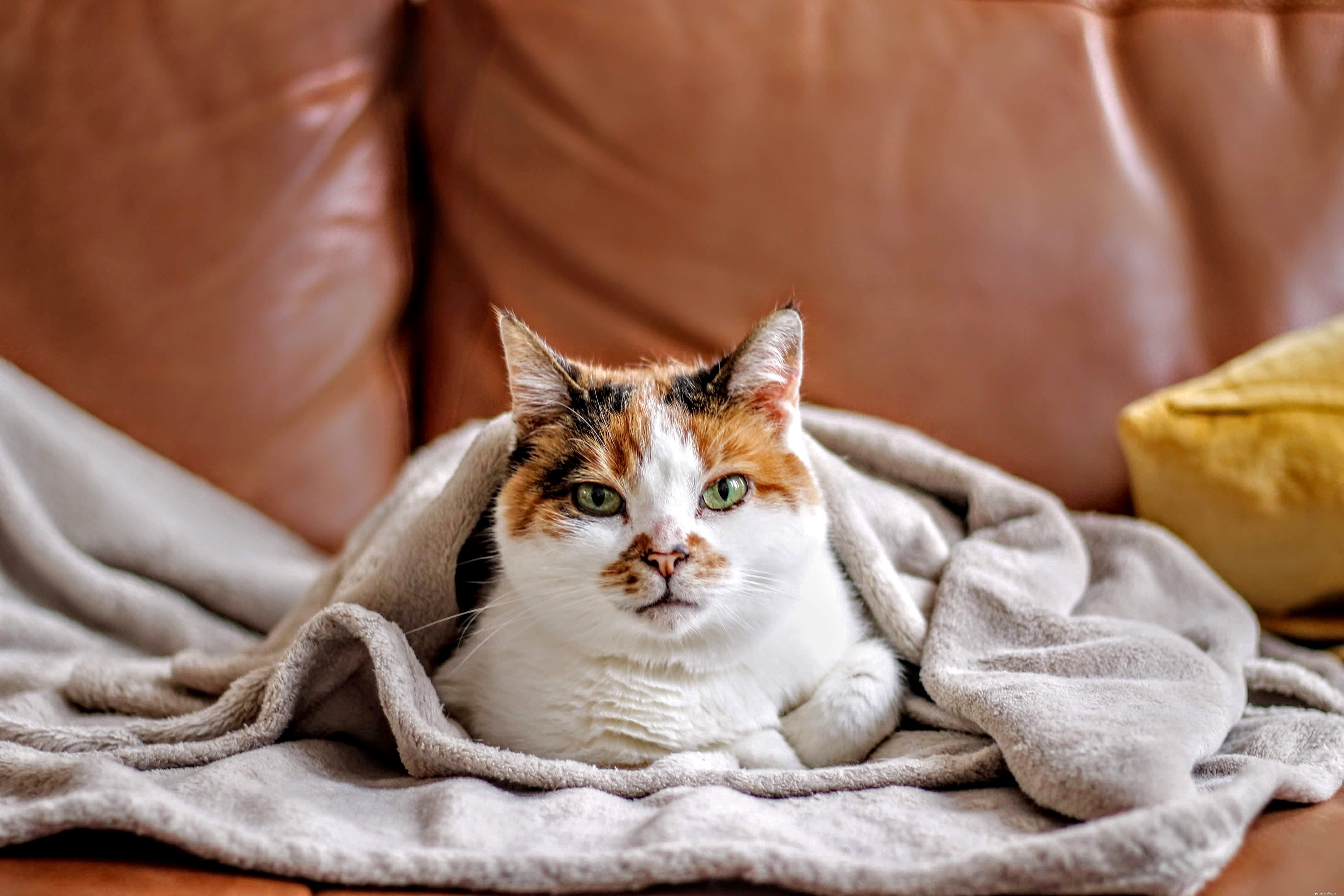 Protect Your Cat: A Guide to Pet‑Safe Candles and Wax Melts