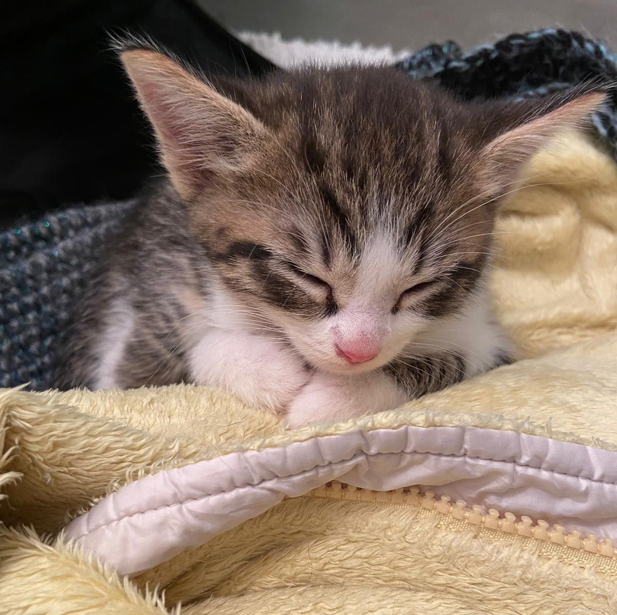 The Hidden Crisis: Online Sales of Too‑Young, Sick Kittens Trapping Consumers