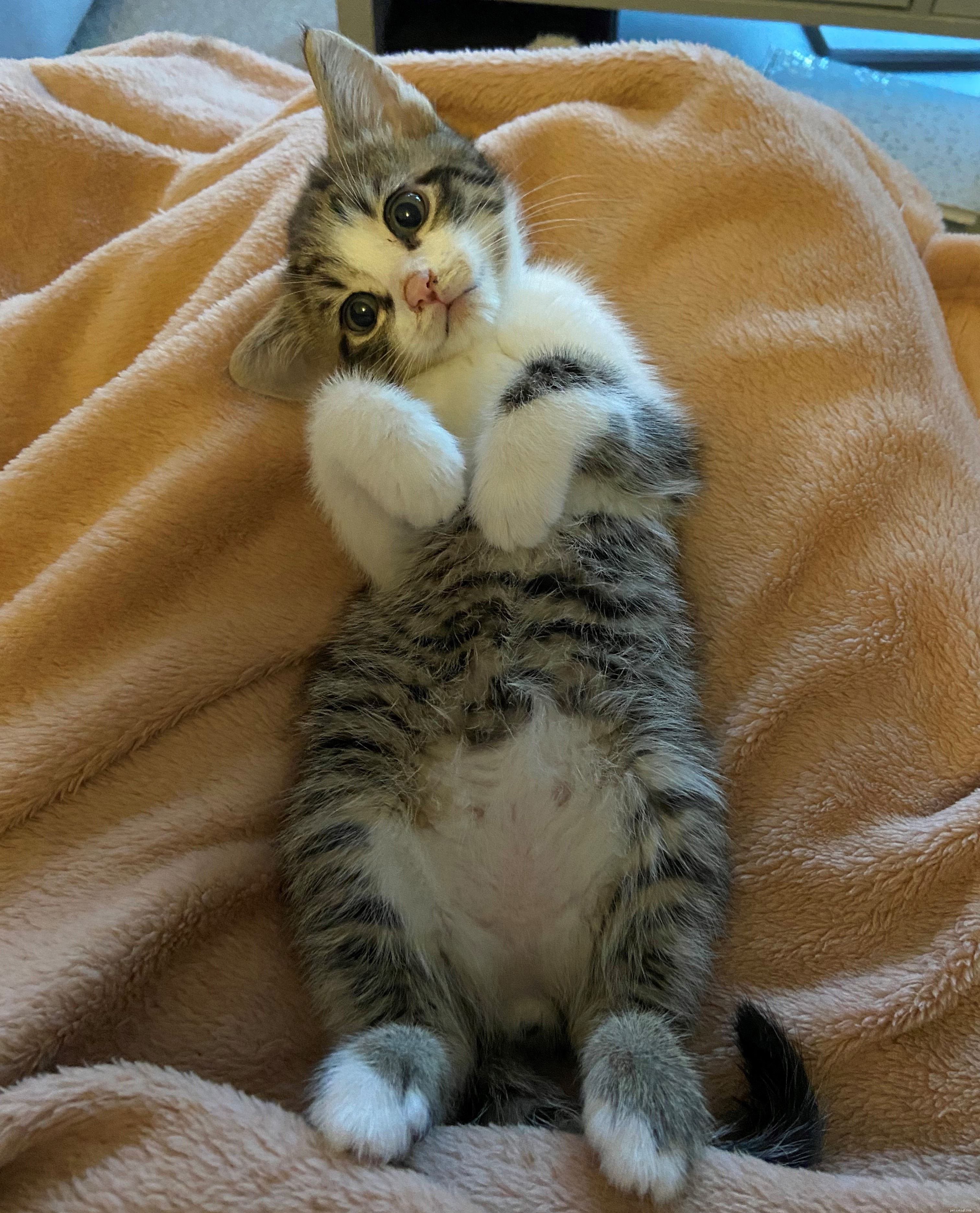 The Hidden Crisis: Online Sales of Too‑Young, Sick Kittens Trapping Consumers