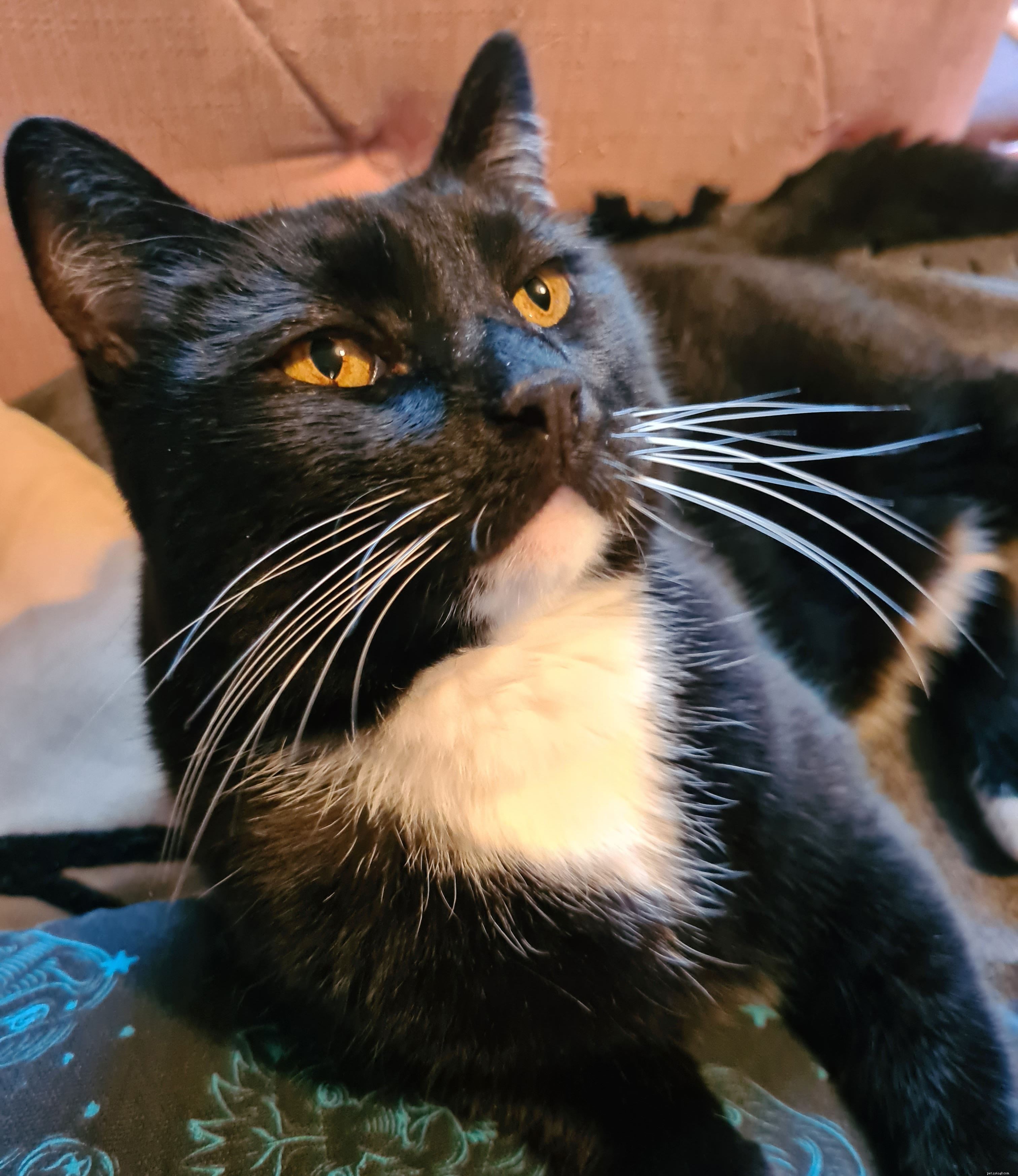 After Losing Her Cherished Cat Buttons, Gail Allen Seeks Support from Cats Protection