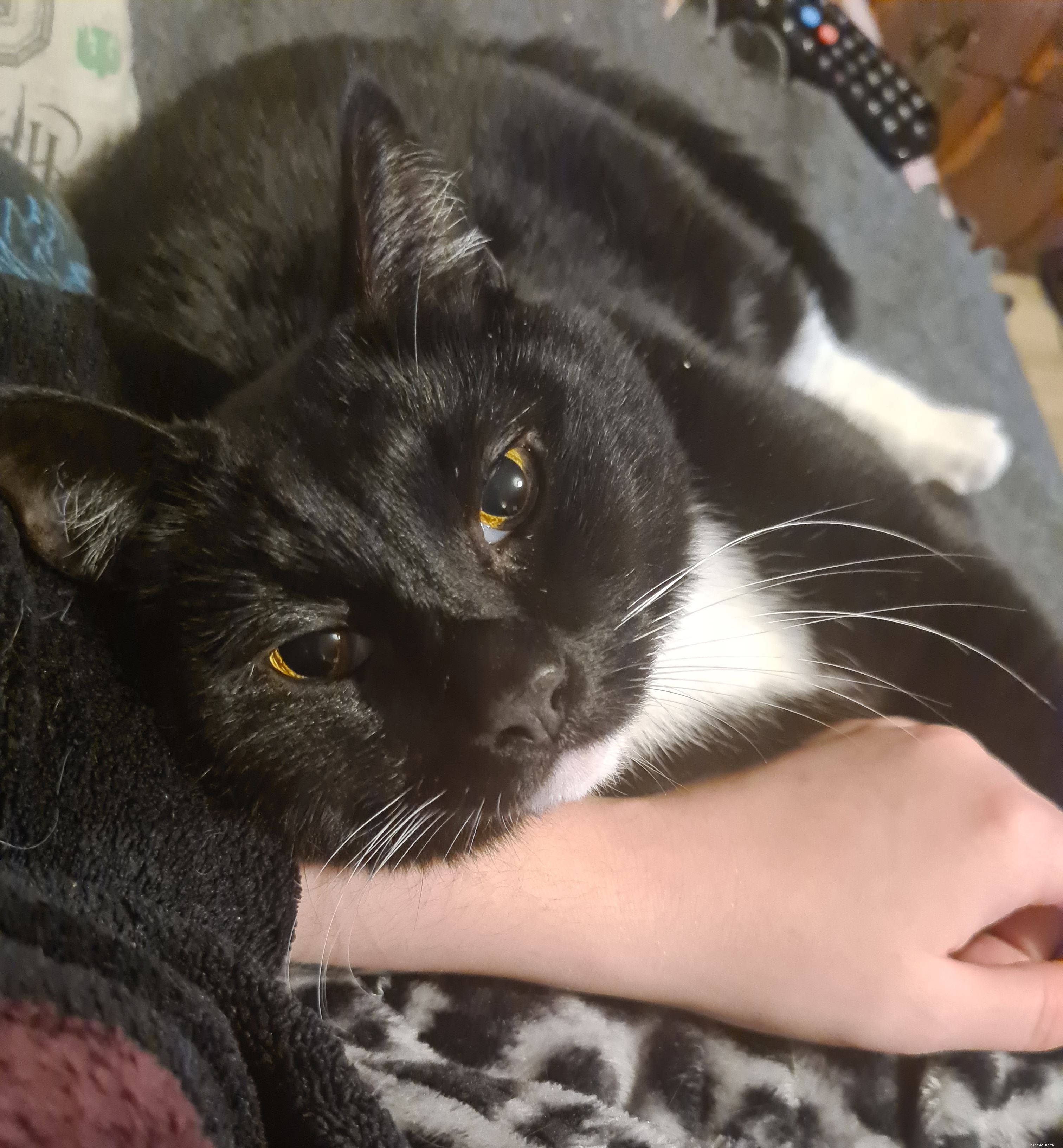 After Losing Her Cherished Cat Buttons, Gail Allen Seeks Support from Cats Protection