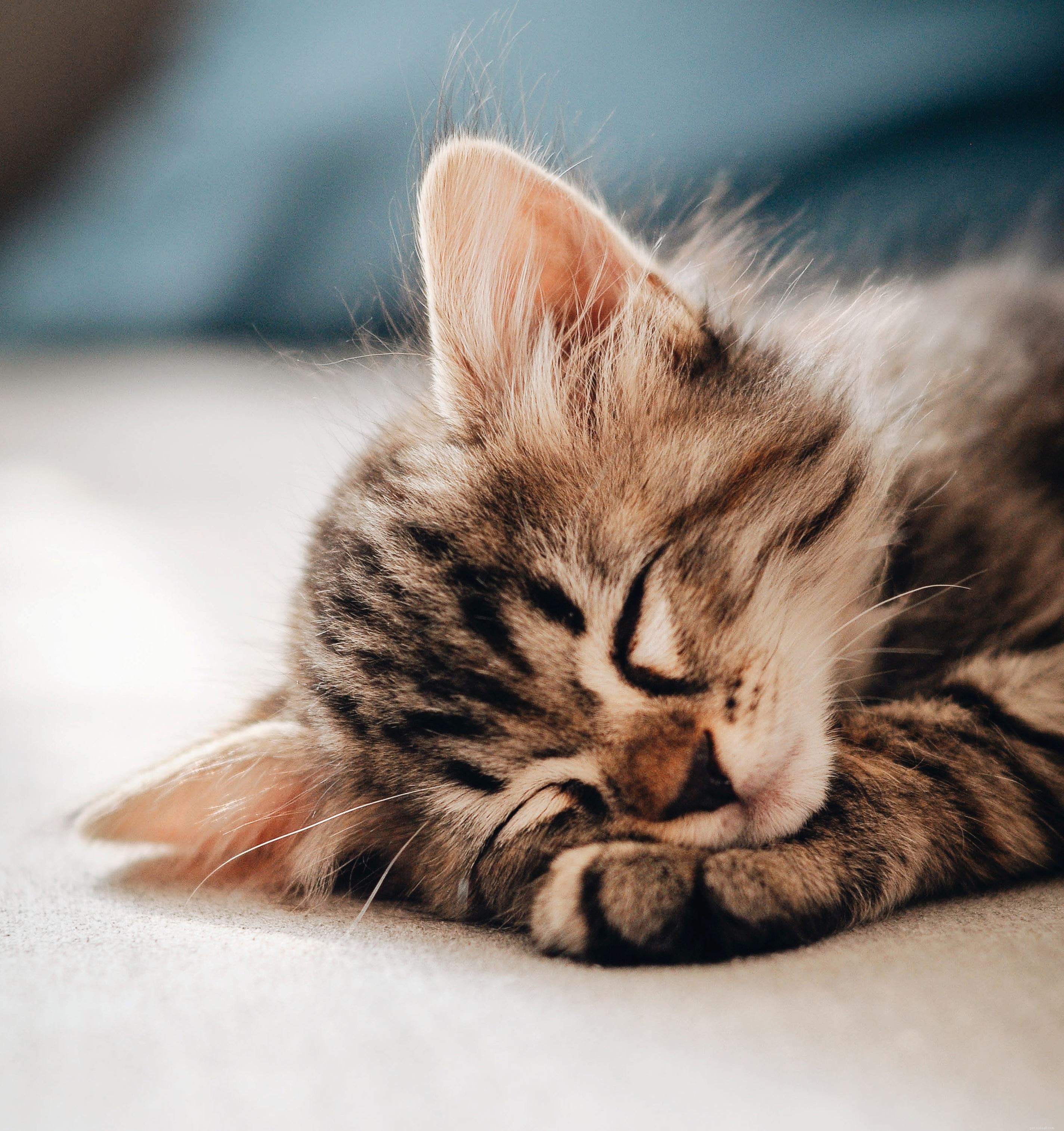 Safeguard Your New Kitten: Spotting Ethical Online Sellers for a Healthy Adoption