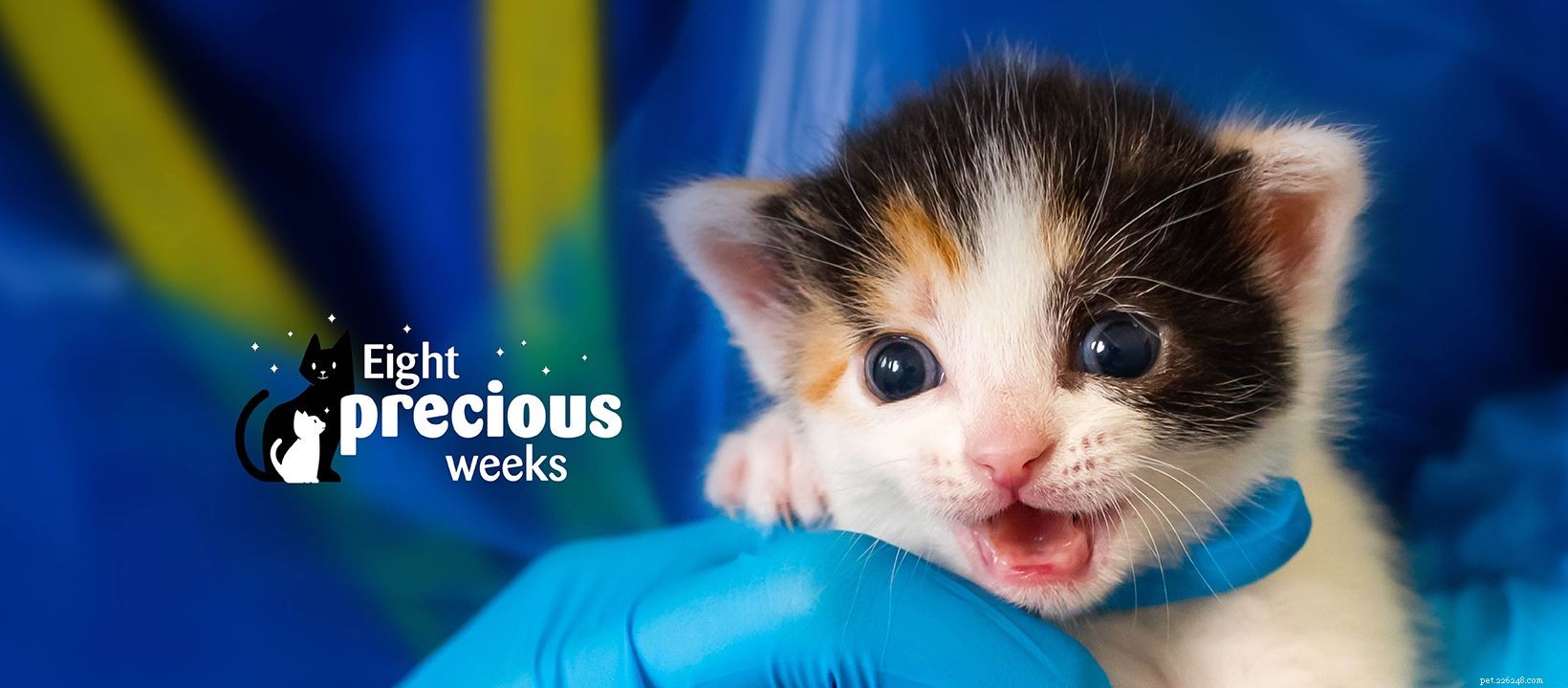 Safeguard Your New Kitten: Spotting Ethical Online Sellers for a Healthy Adoption