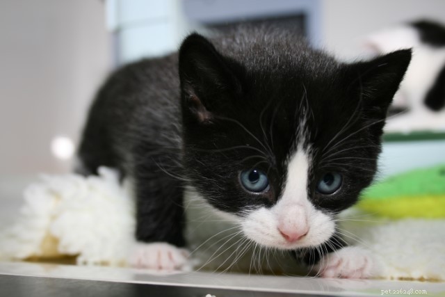 Safeguard Your New Kitten: Spotting Ethical Online Sellers for a Healthy Adoption