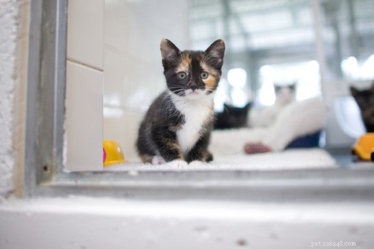 Safeguard Your New Kitten: Spotting Ethical Online Sellers for a Healthy Adoption