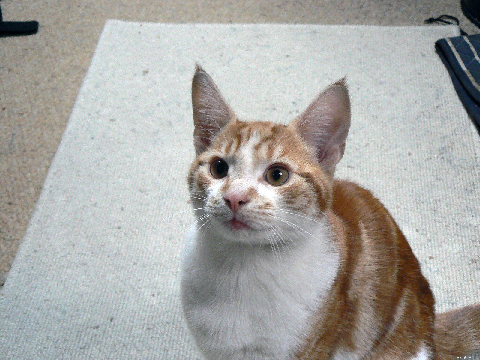Decade‑Long Cat Rescue: Canal Boat Owner’s Feline Friend Reunited With Family