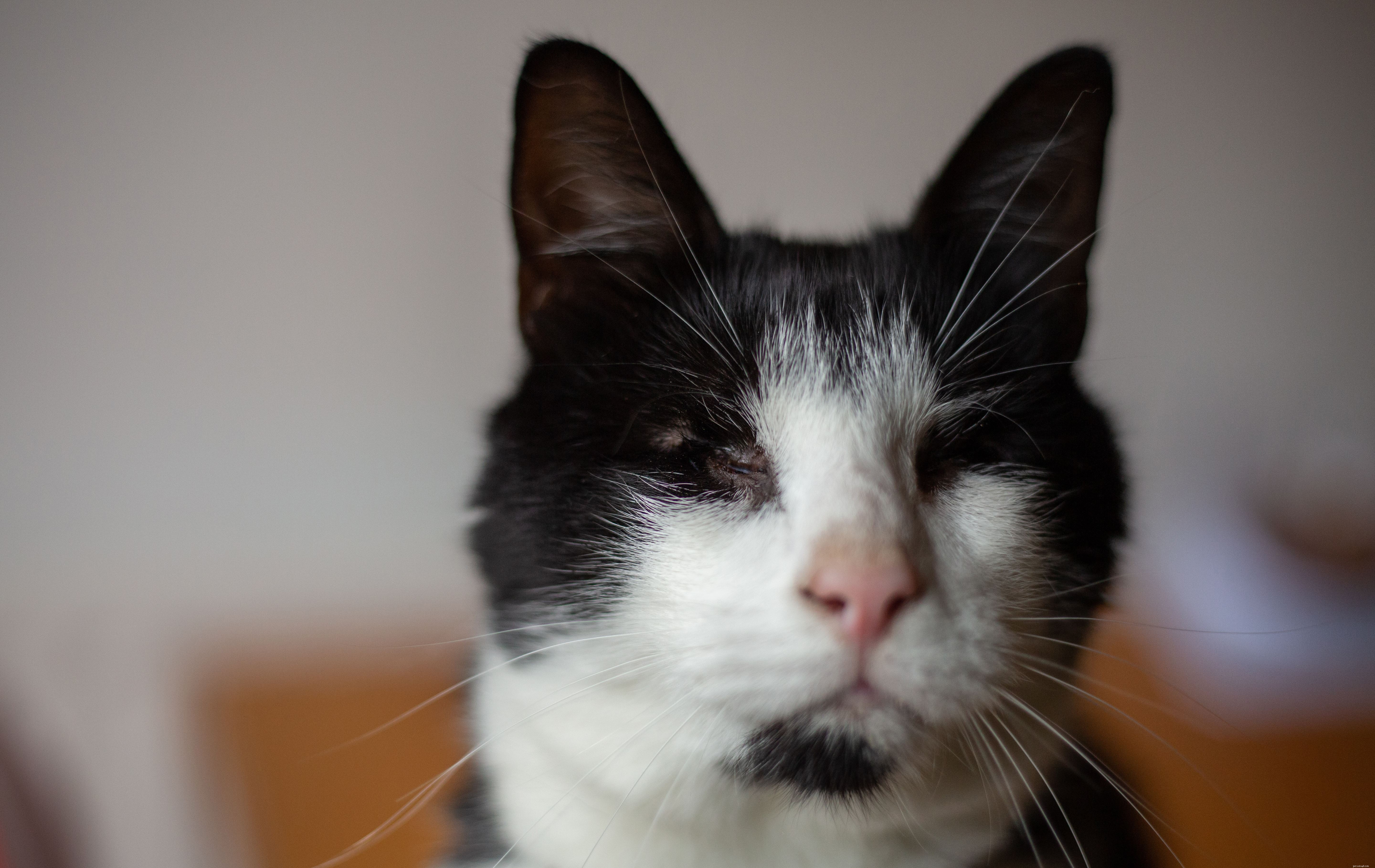 Protecting Kittens: Why Early Life Matters and the Risks of Premature Sale