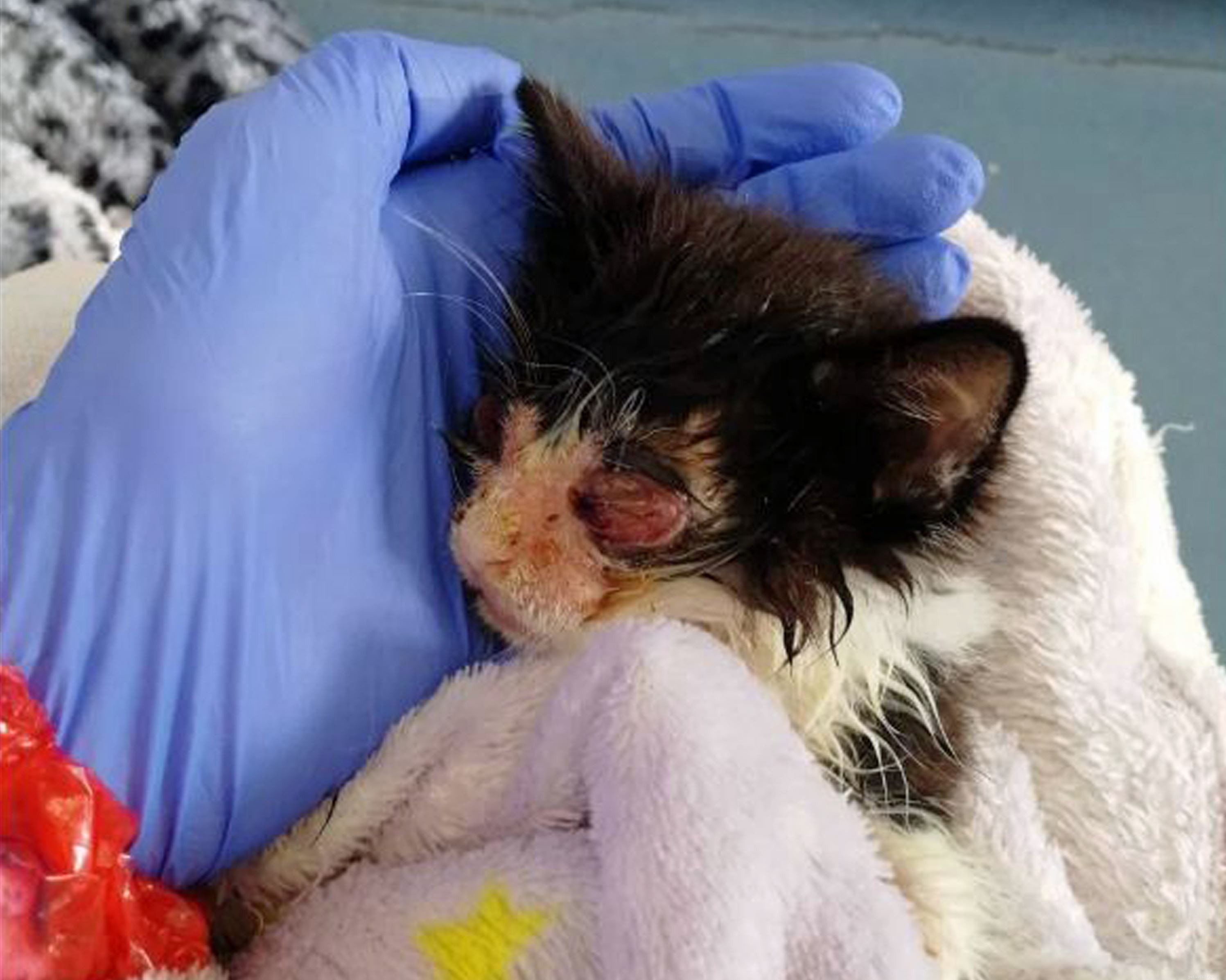 Protecting Kittens: Why Early Life Matters and the Risks of Premature Sale