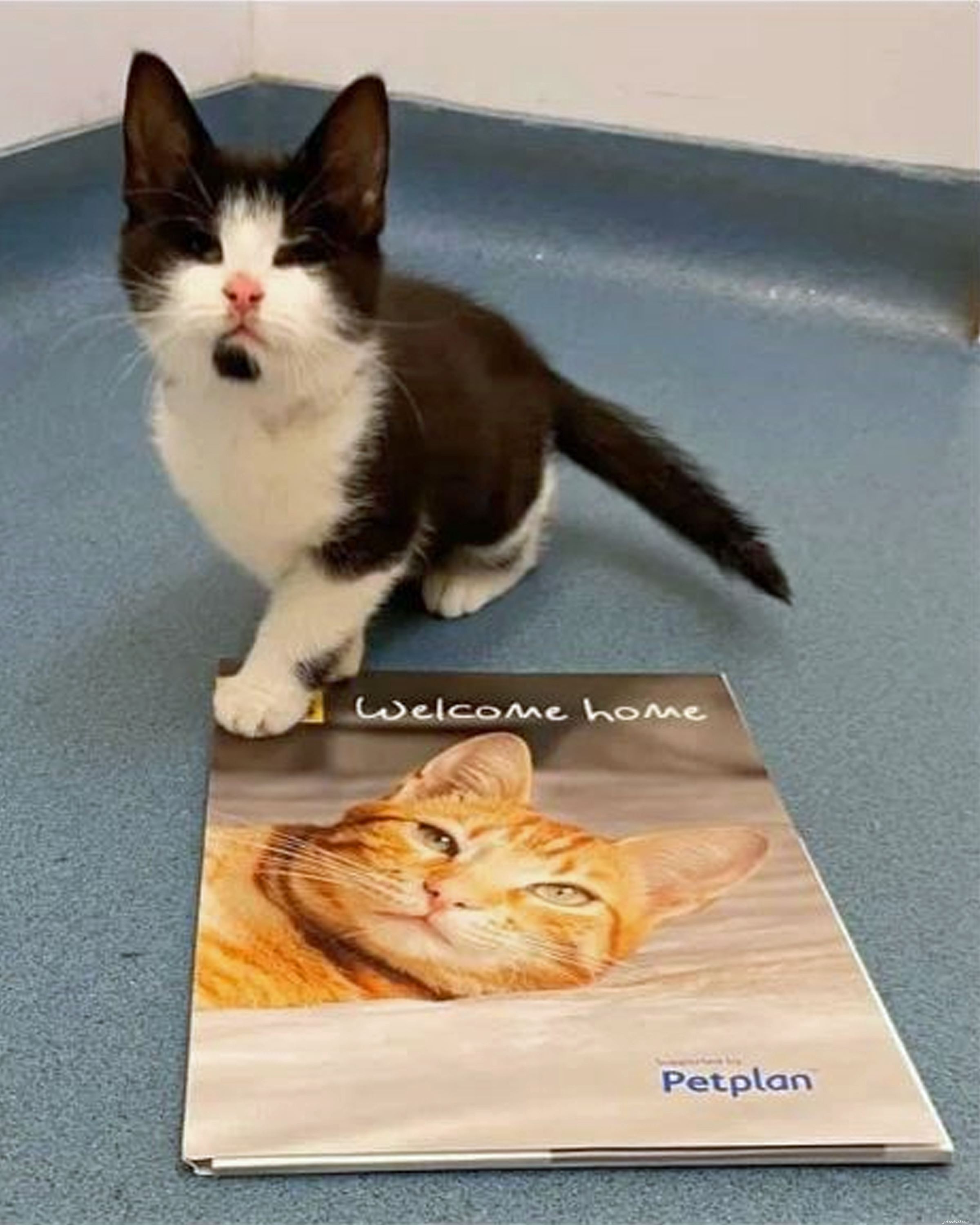 Protecting Kittens: Why Early Life Matters and the Risks of Premature Sale