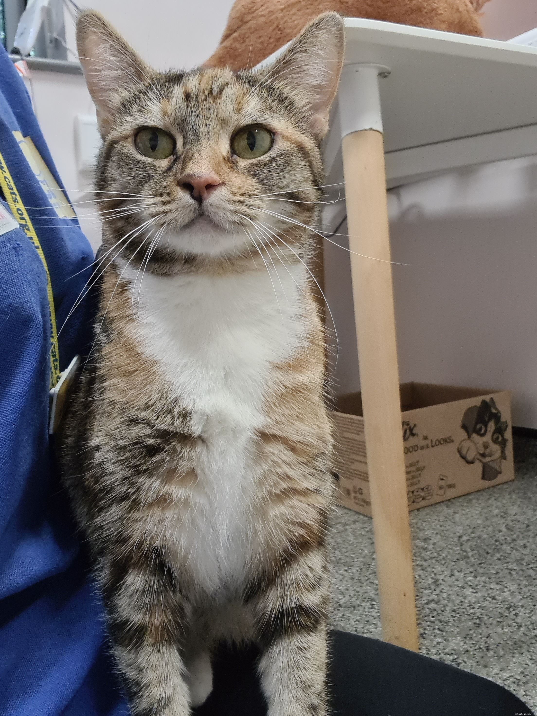 From Aggressive to Adorable: Puddin s Transformation at Warrington Adoption Centre