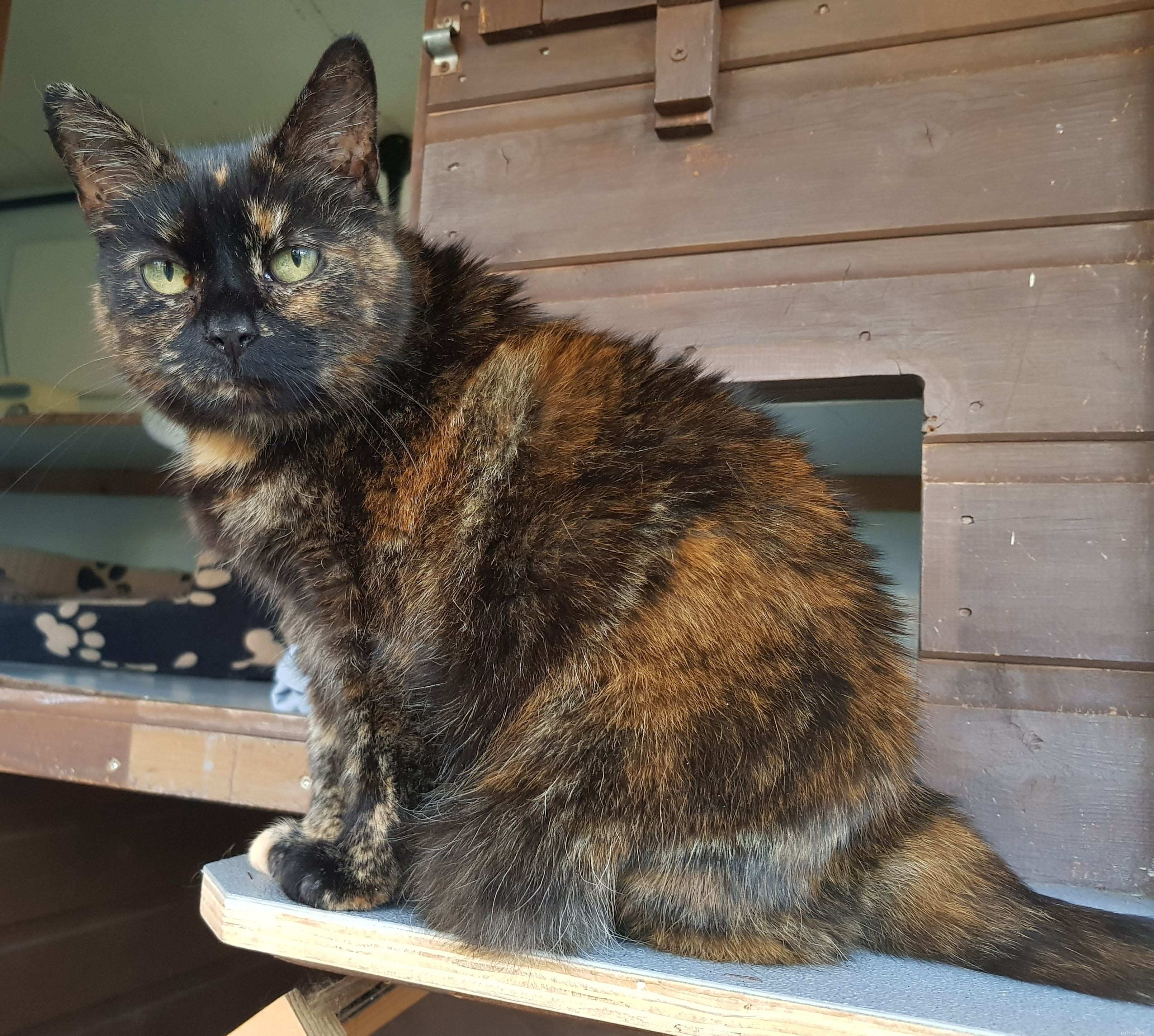 Poppy the Mature Moggy Thrives in Foster Care at Bedford & Biggleswade for Over 310 Days