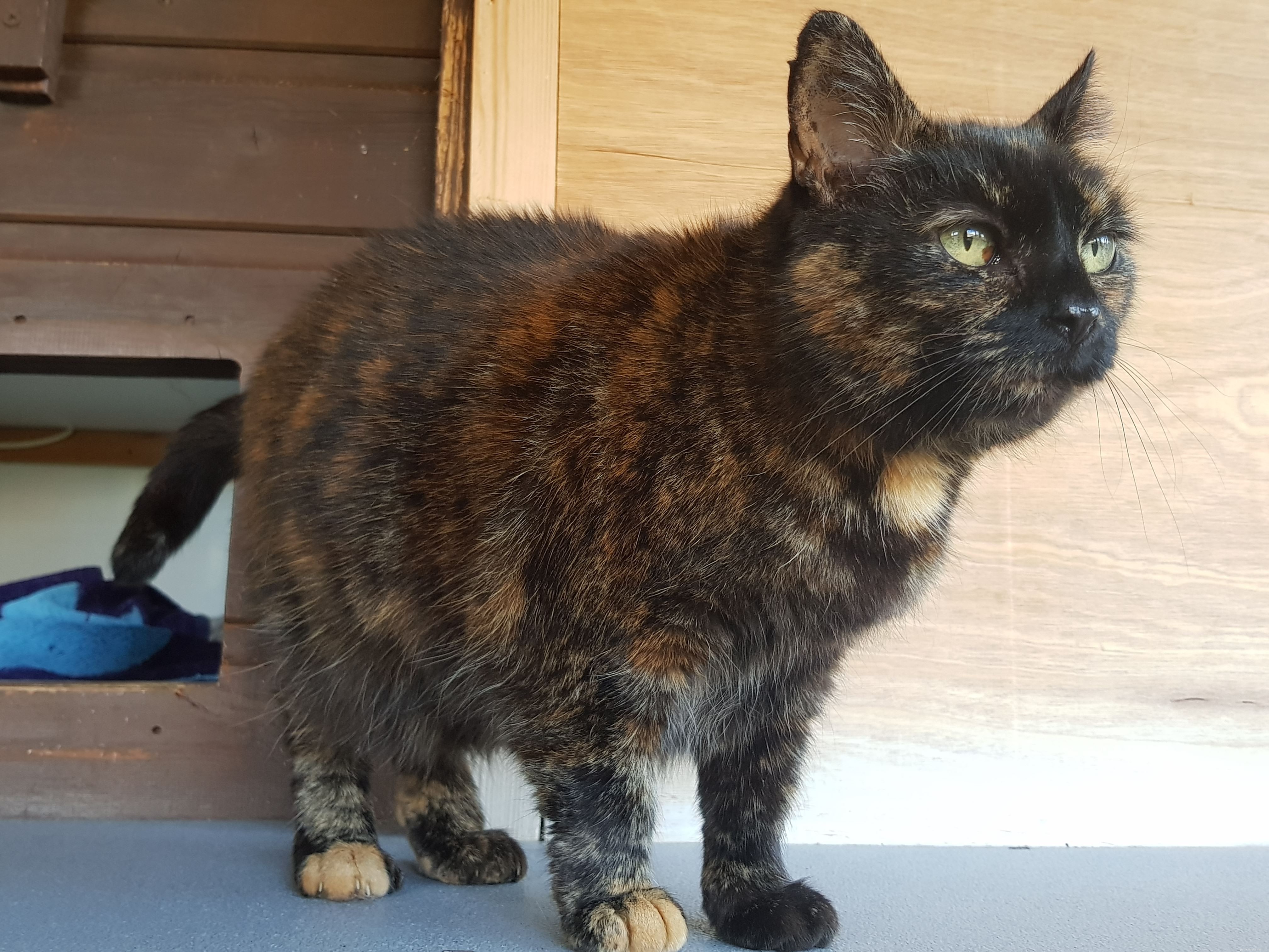 Poppy the Mature Moggy Thrives in Foster Care at Bedford & Biggleswade for Over 310 Days