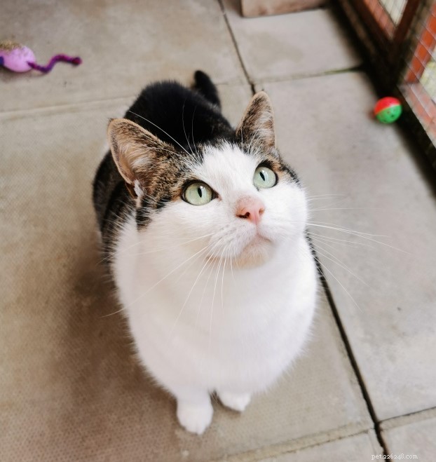 Henry Finds Loving Home to Maintain Healthy Diet & Outdoor Exercise