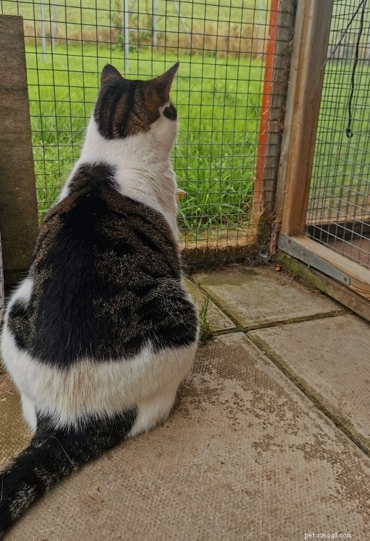 Henry Finds Loving Home to Maintain Healthy Diet & Outdoor Exercise