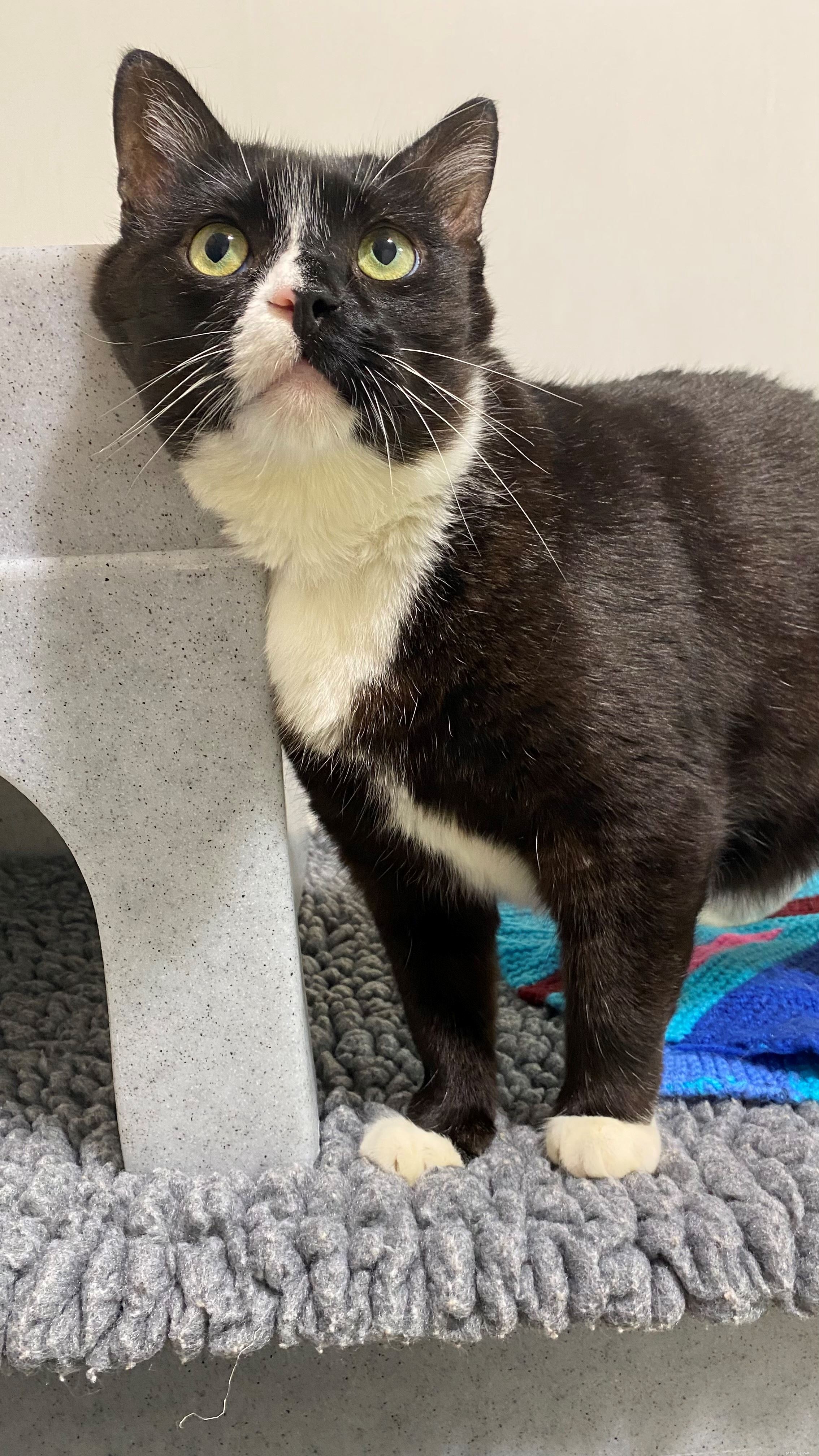 Rescued Stray Cat Chunky Recovers from Severe Head Injury, Seeking Loving Home