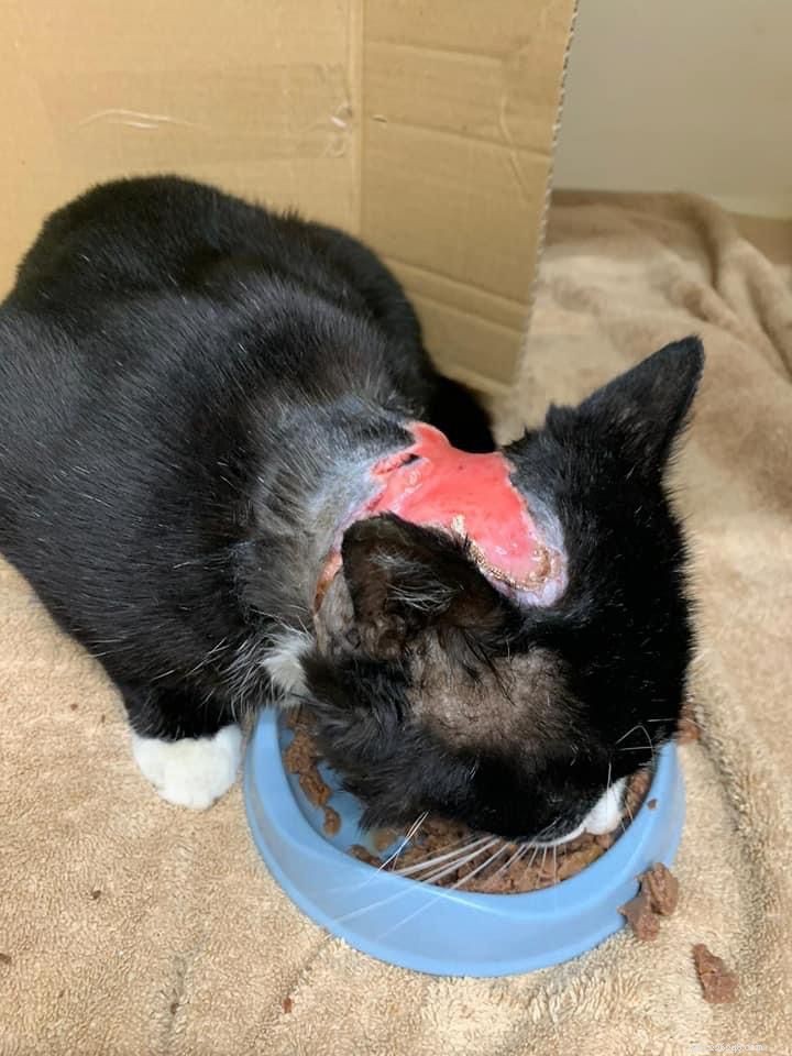 Rescued Stray Cat Chunky Recovers from Severe Head Injury, Seeking Loving Home