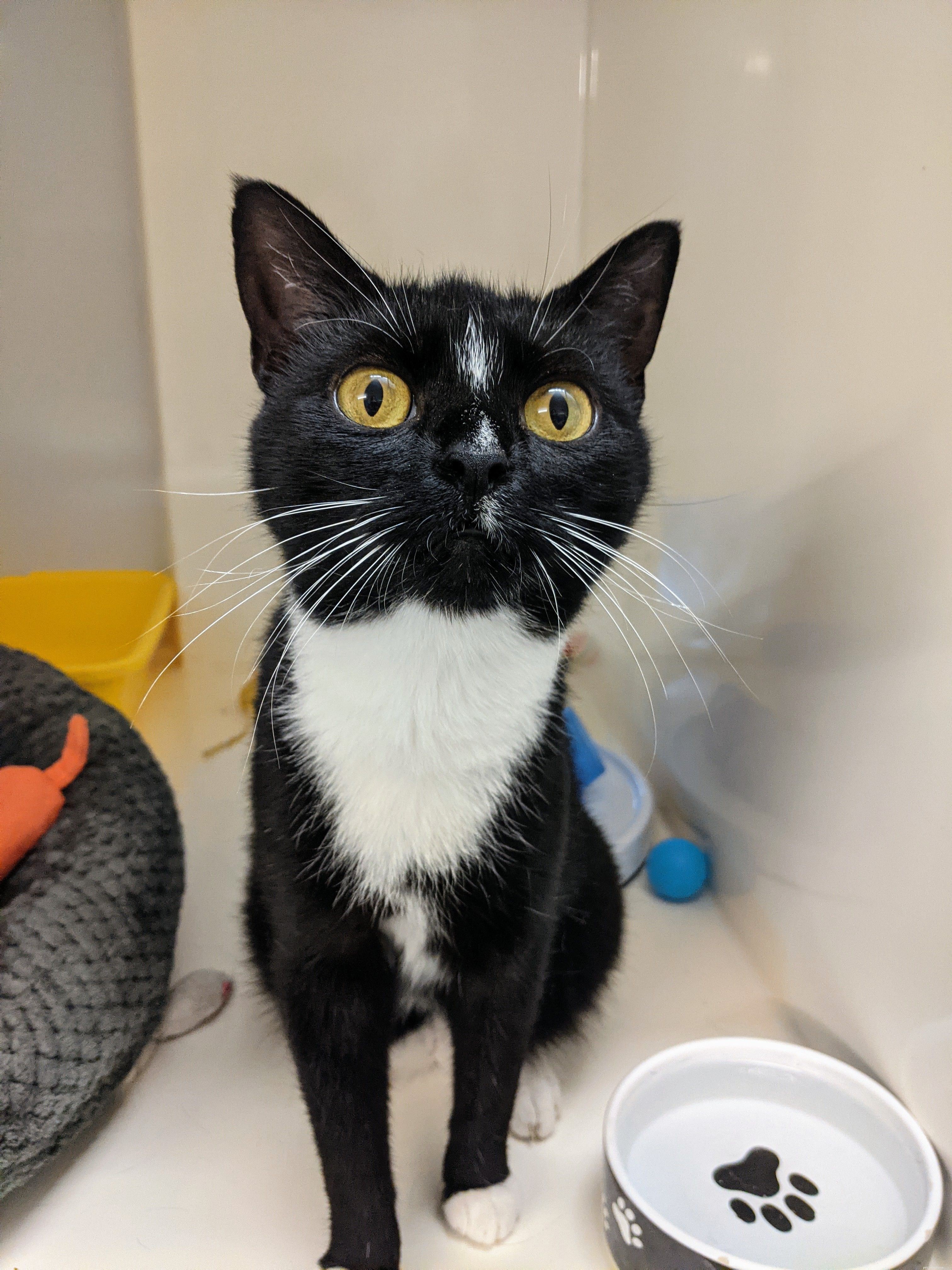 Bridgend Adoption Centre Welcomes Sweet‑Natured Winnie into Forever Home After Recovery