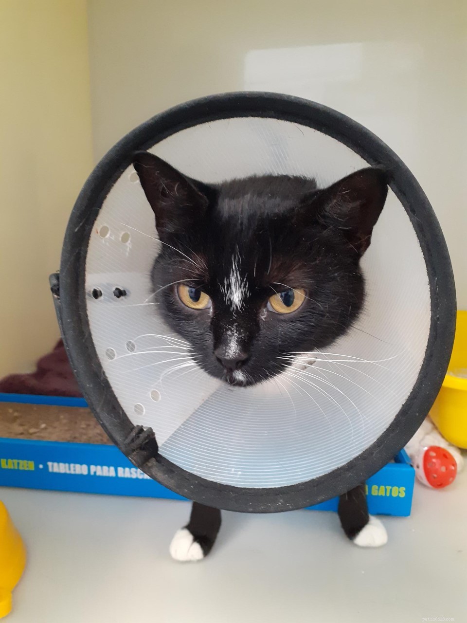 Bridgend Adoption Centre Welcomes Sweet‑Natured Winnie into Forever Home After Recovery