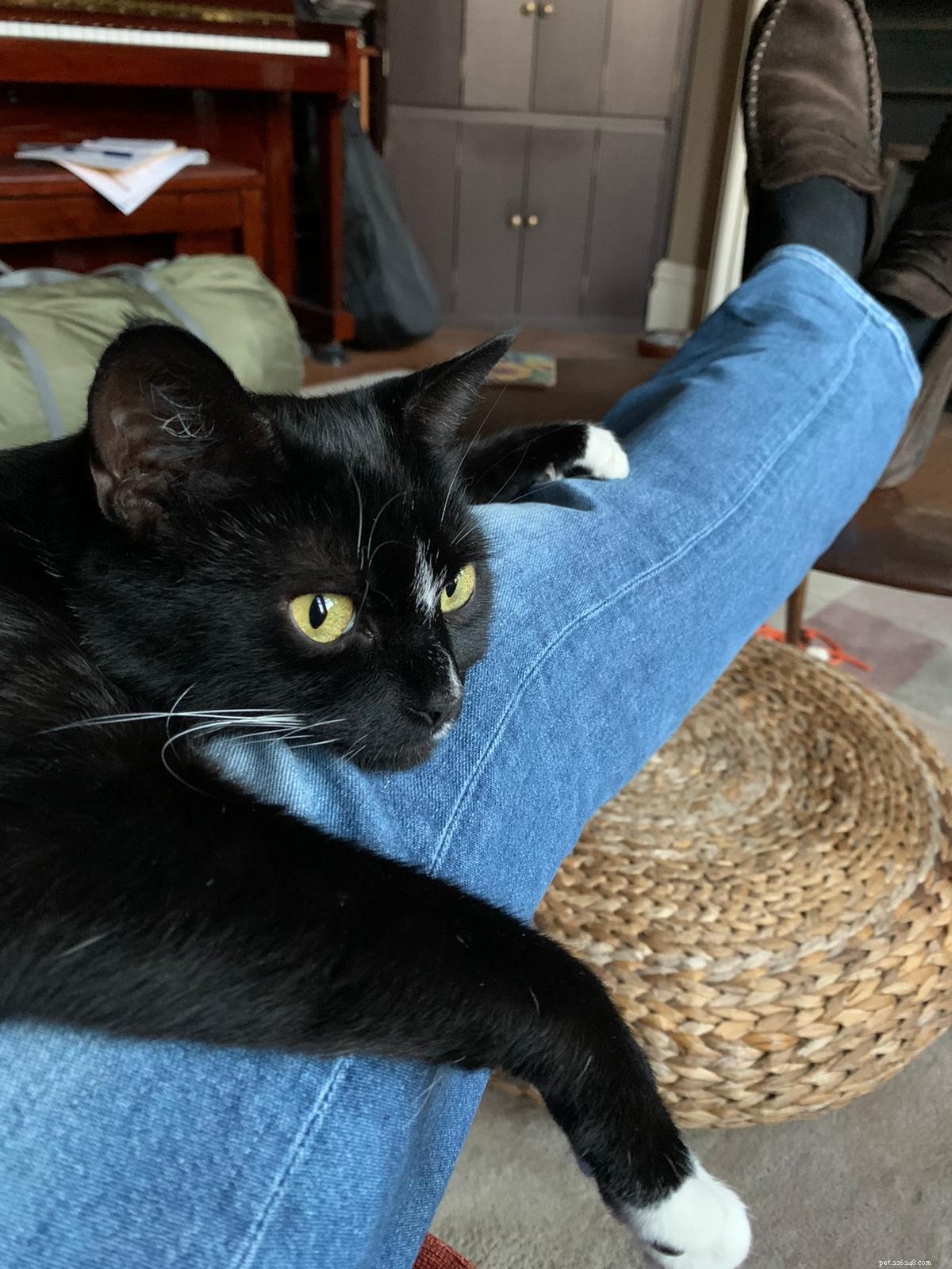 Bridgend Adoption Centre Welcomes Sweet‑Natured Winnie into Forever Home After Recovery