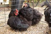 76 Charming Chicken Names to Delight Your Feathered Friends