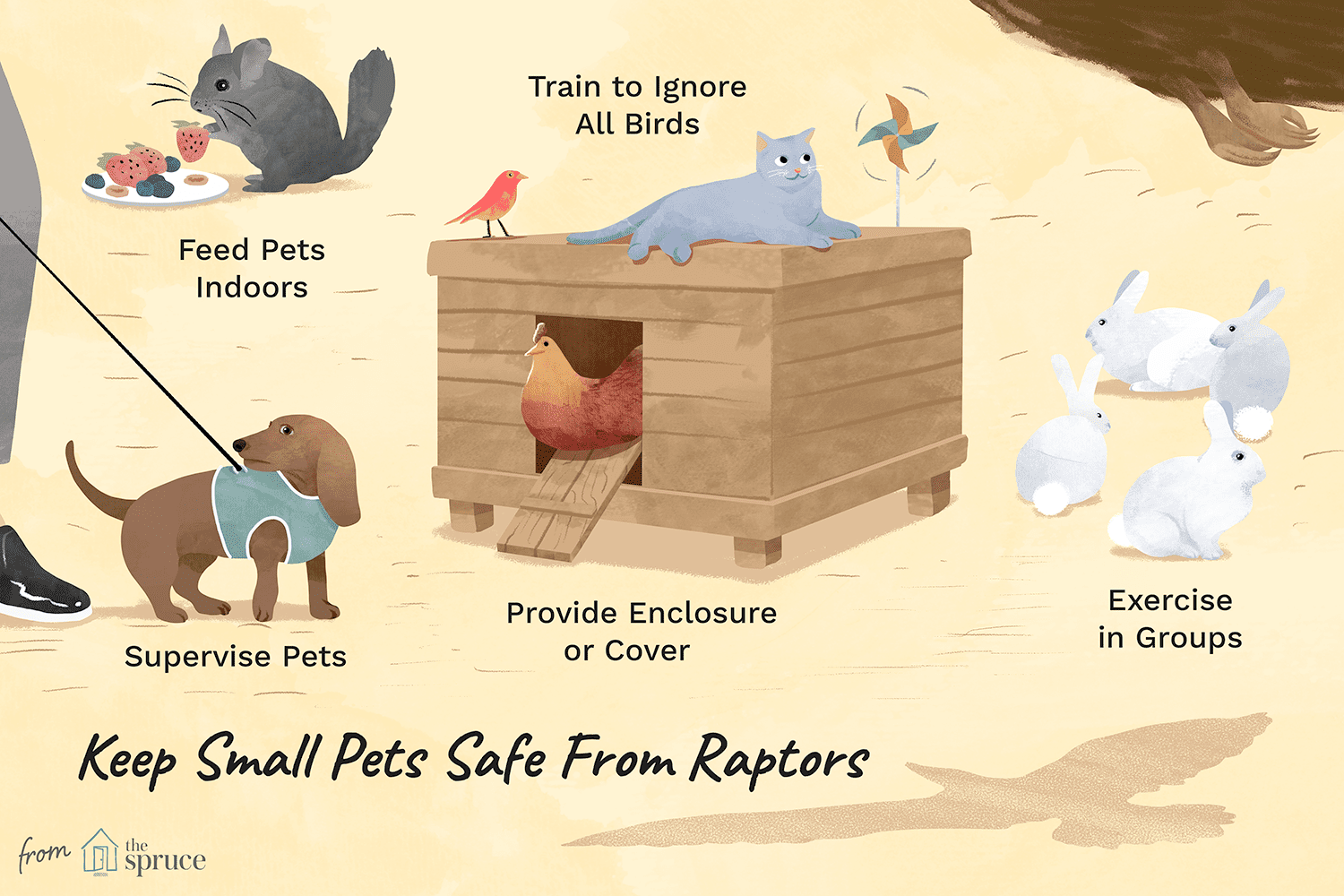 Safeguard Your Pets from Predatory Birds: Proven Tips