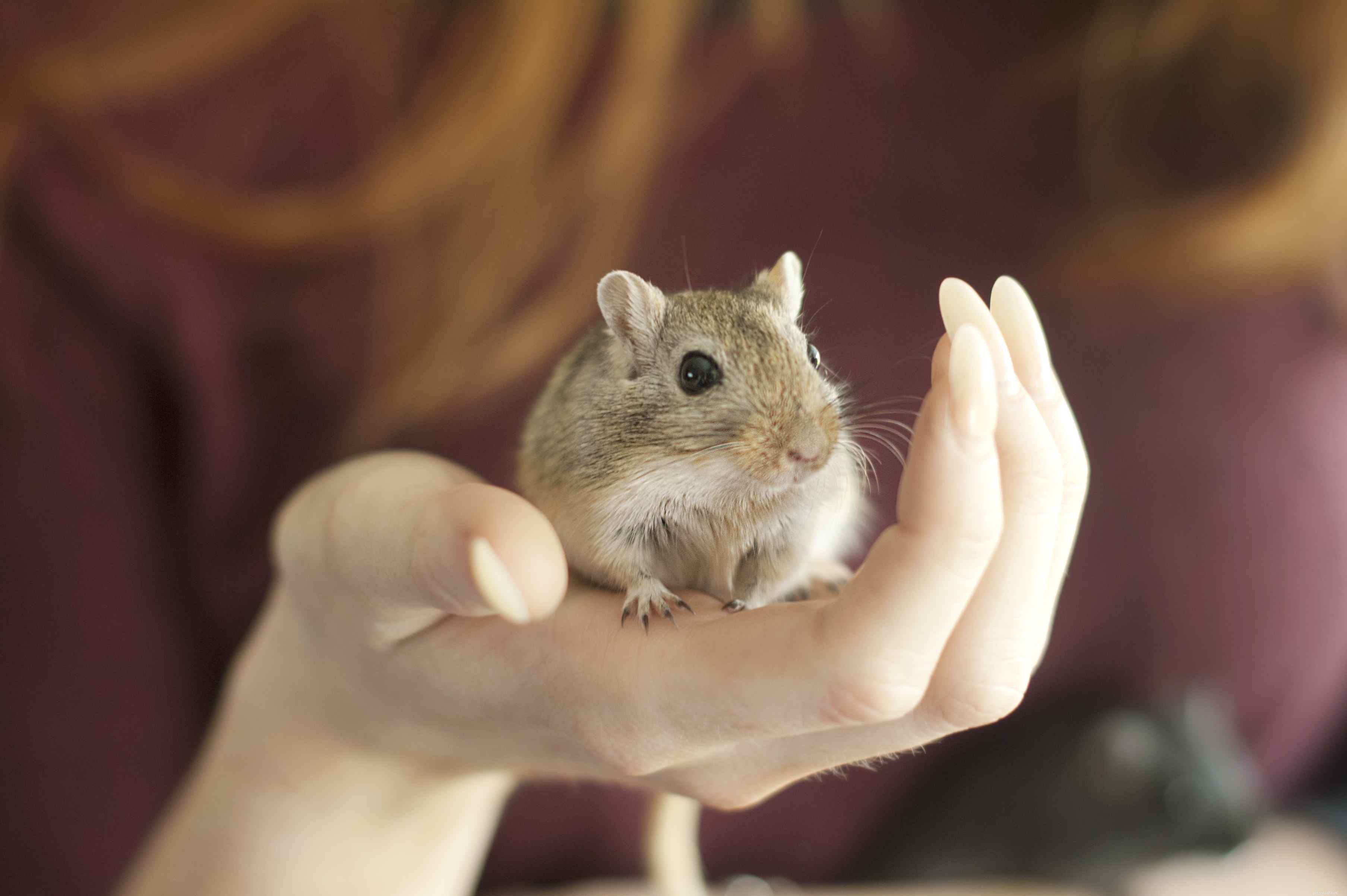 Taming Your Gerbil: Simple, Safe Steps to Build Trust